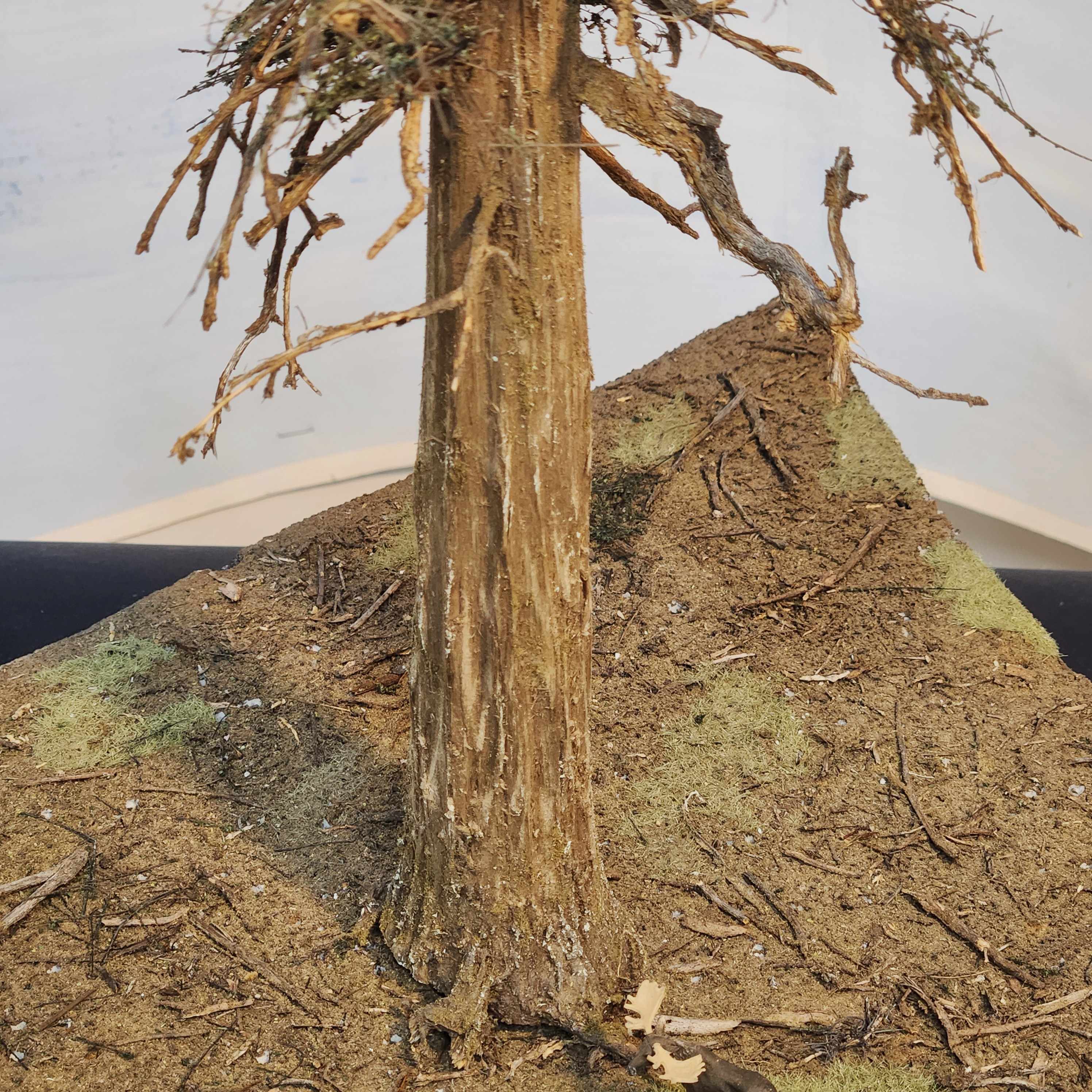 22 Inch Maximum Detail Fir