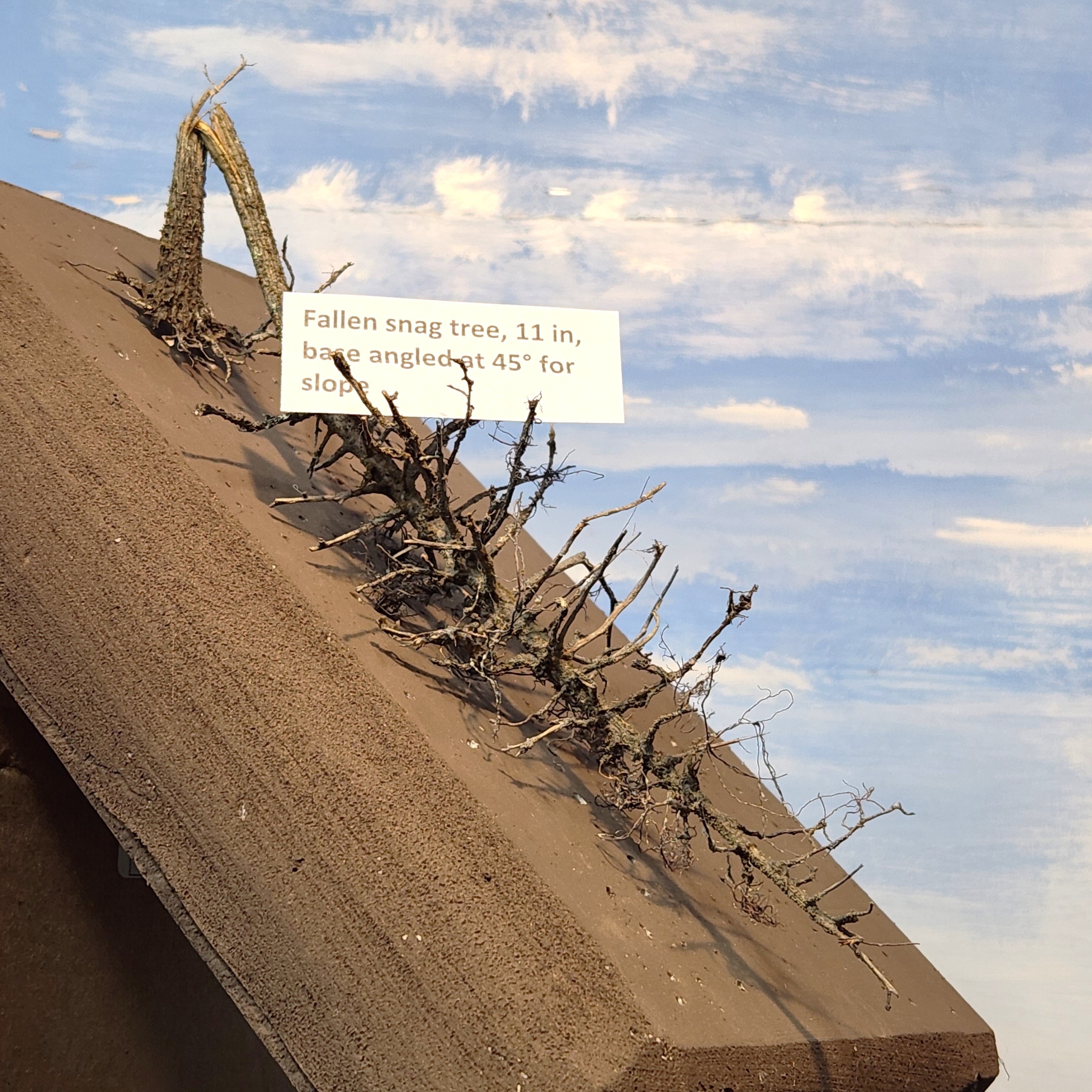 Downed SNAG Tree 11"