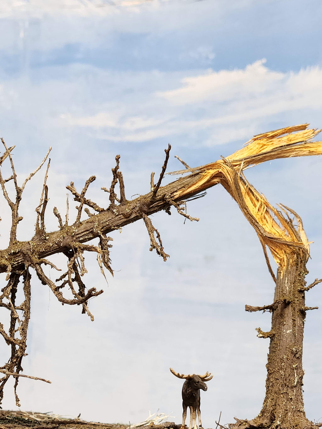 Downed SNAG Tree 13"