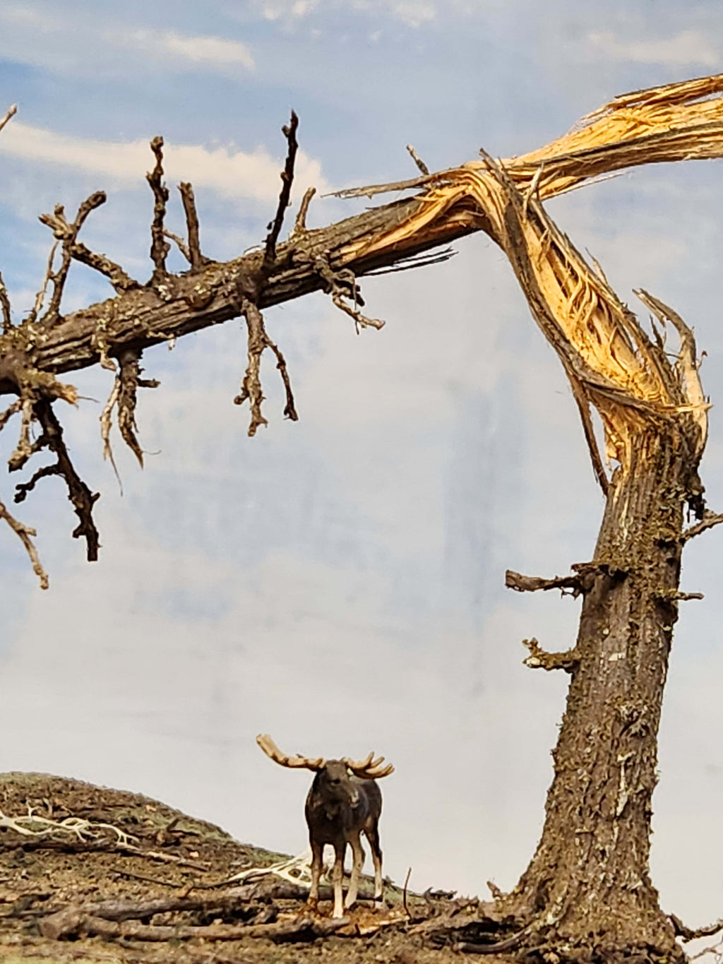 Downed SNAG Tree 13"