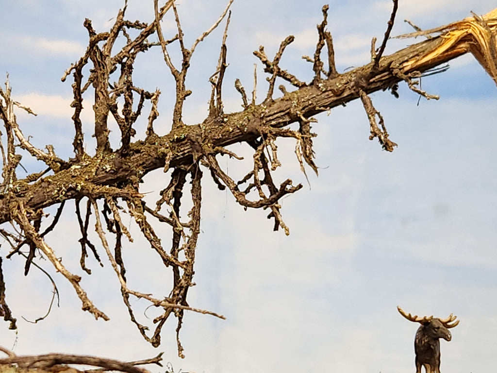 Downed SNAG Tree 11"