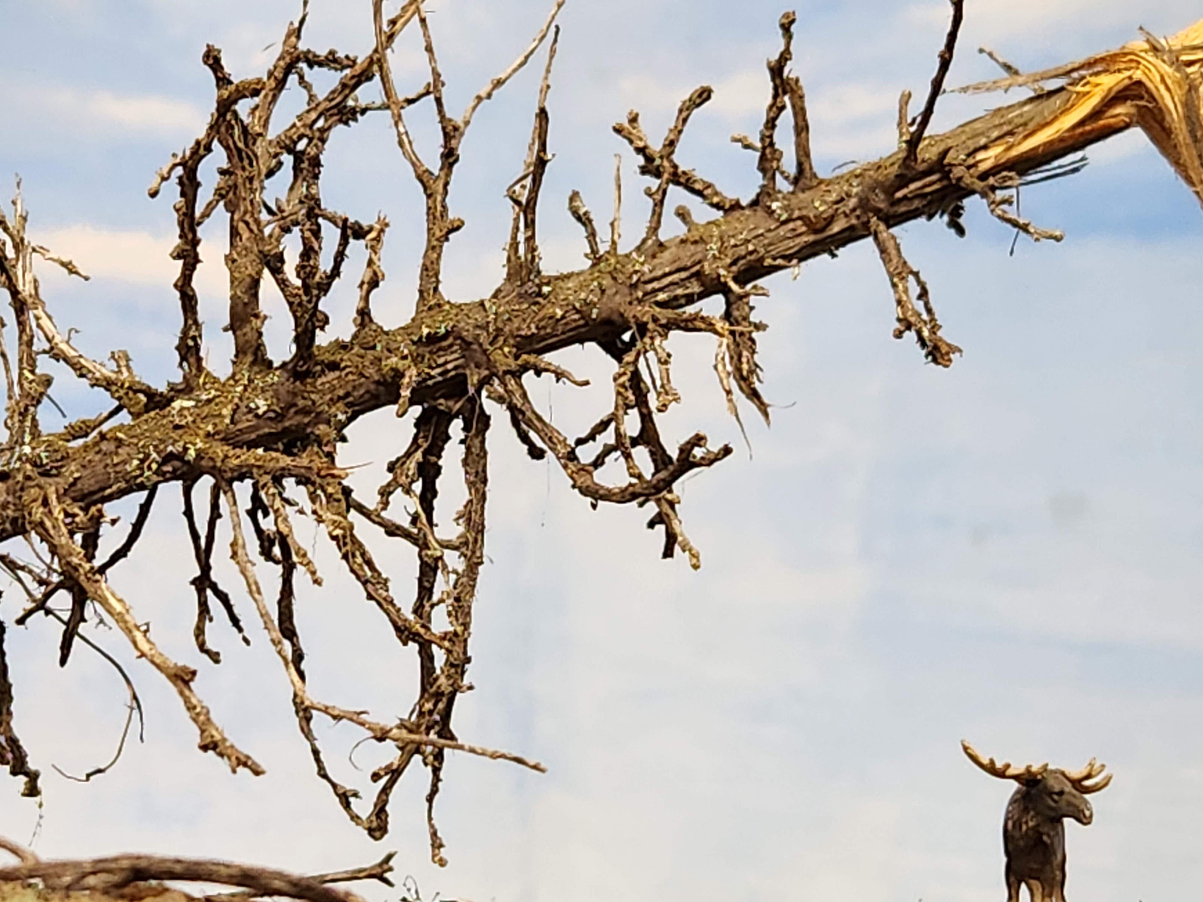 Downed SNAG Tree 13"