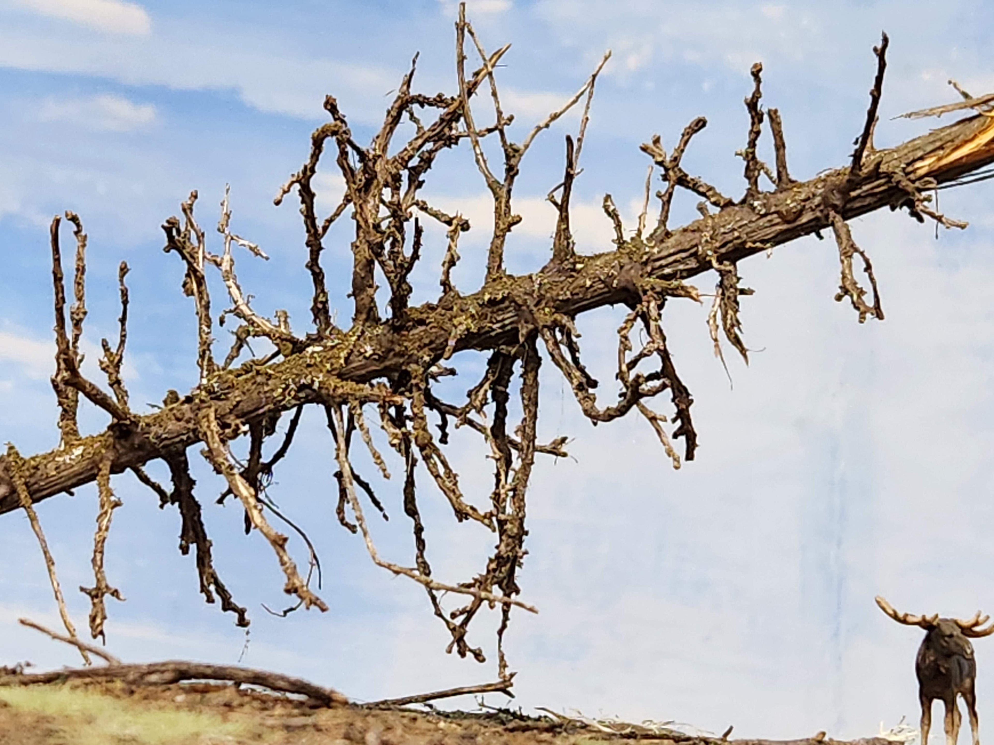 Downed SNAG Tree 13"