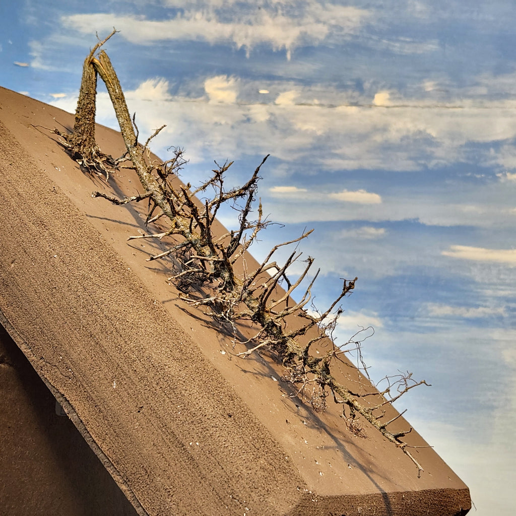 Downed SNAG Tree 11"