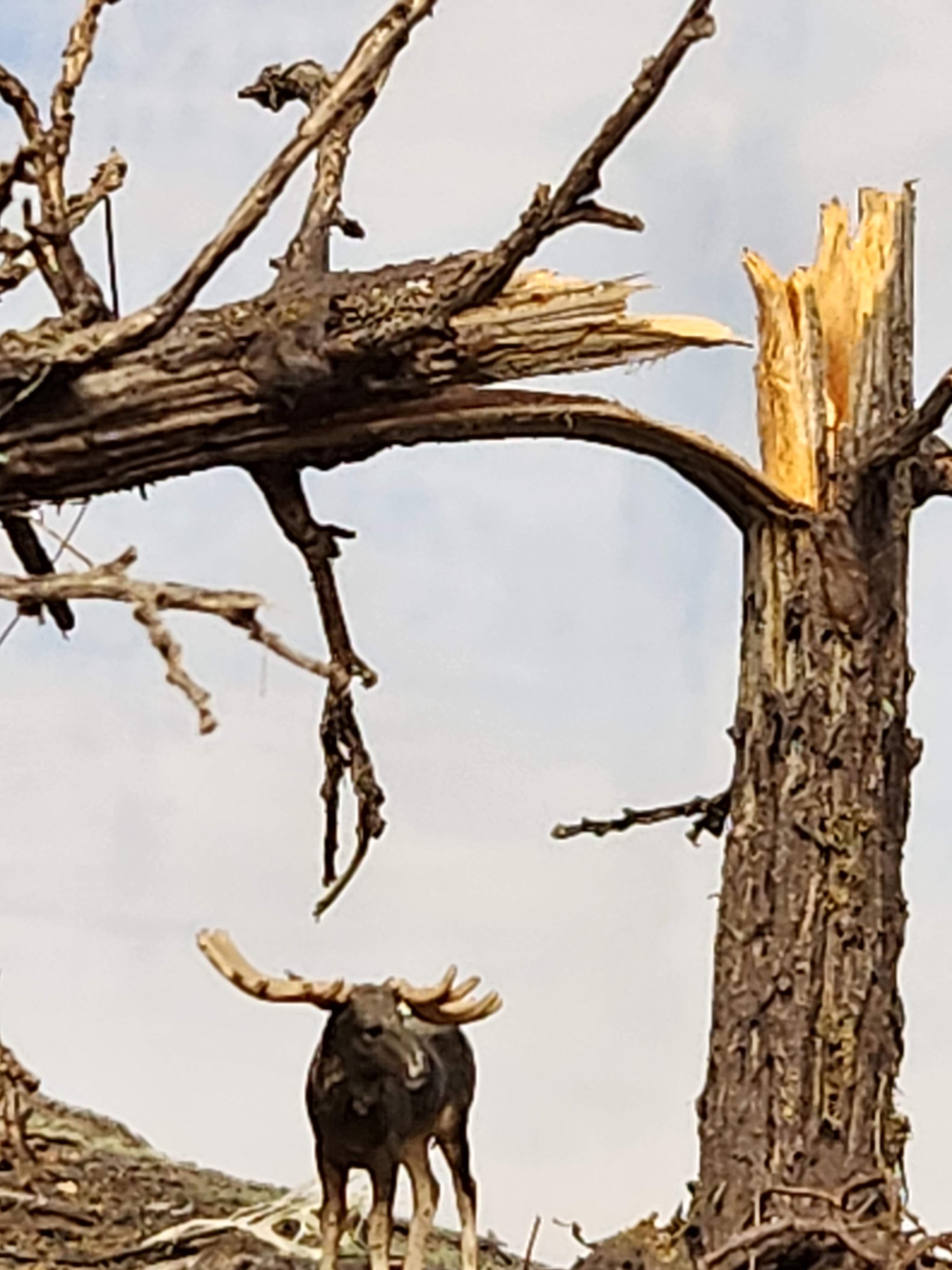 Downed SNAG Tree 13"