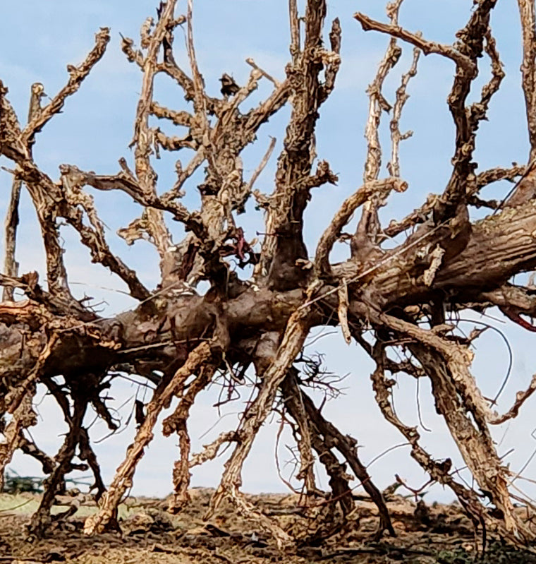 Downed SNAG Tree 13"