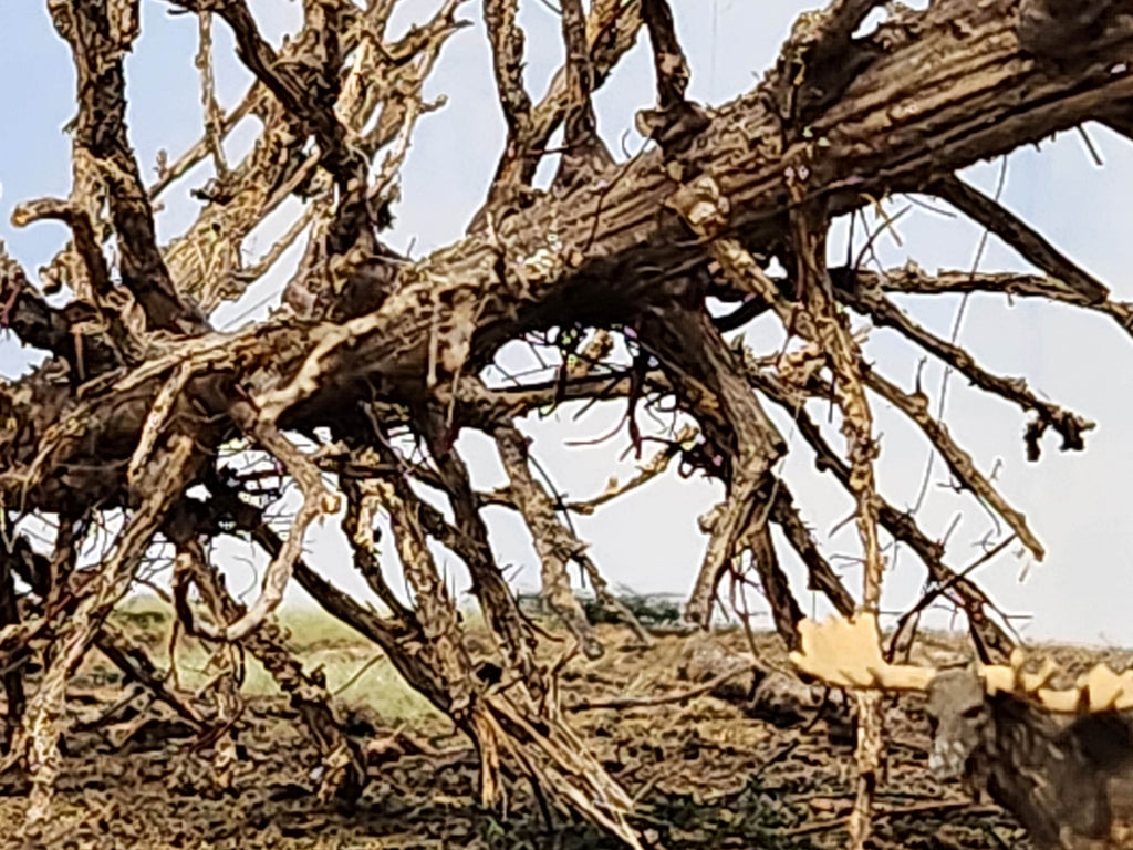 Downed SNAG Tree 13"