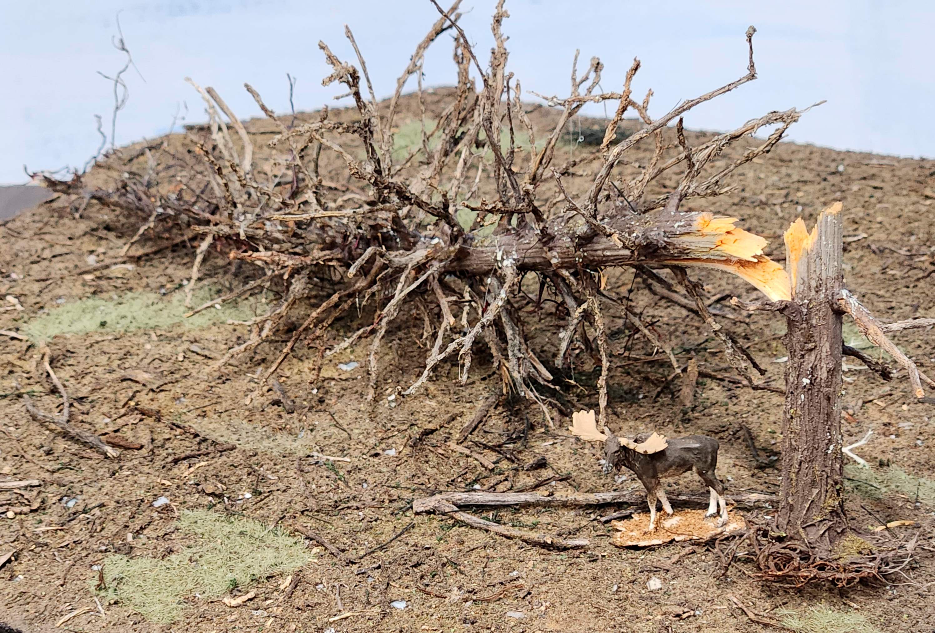 Downed SNAG Tree 13"