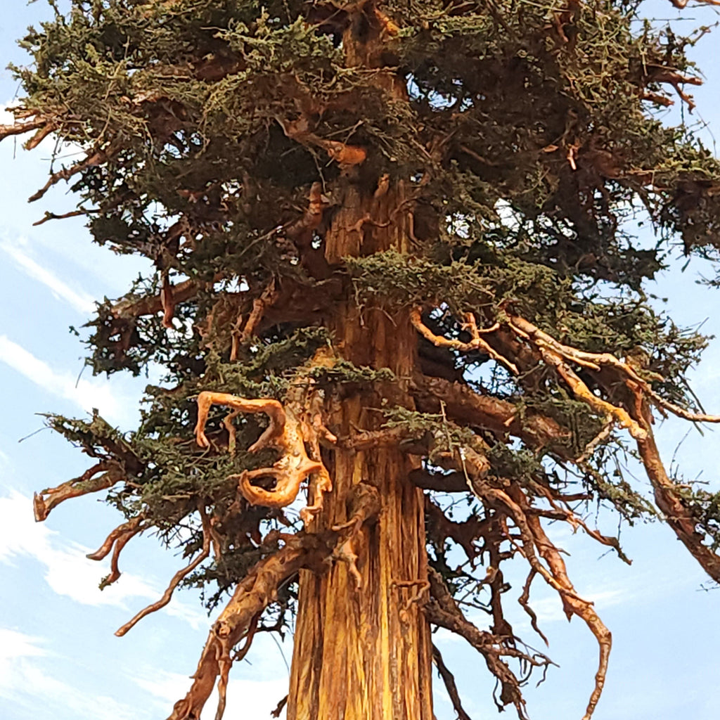 Redwood Tree 30 Inch