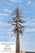 Model of a redwood snag tree 20 inches tall, by Roger Rasmussen, Coastman's Scenic Products