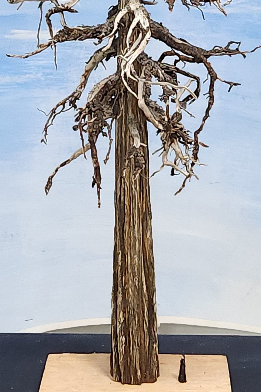 Wooden model sculpture of a snag tree or dead tree 20 inches tall by Roger Rasmussen, Coastman's Scenic Products, September 2025