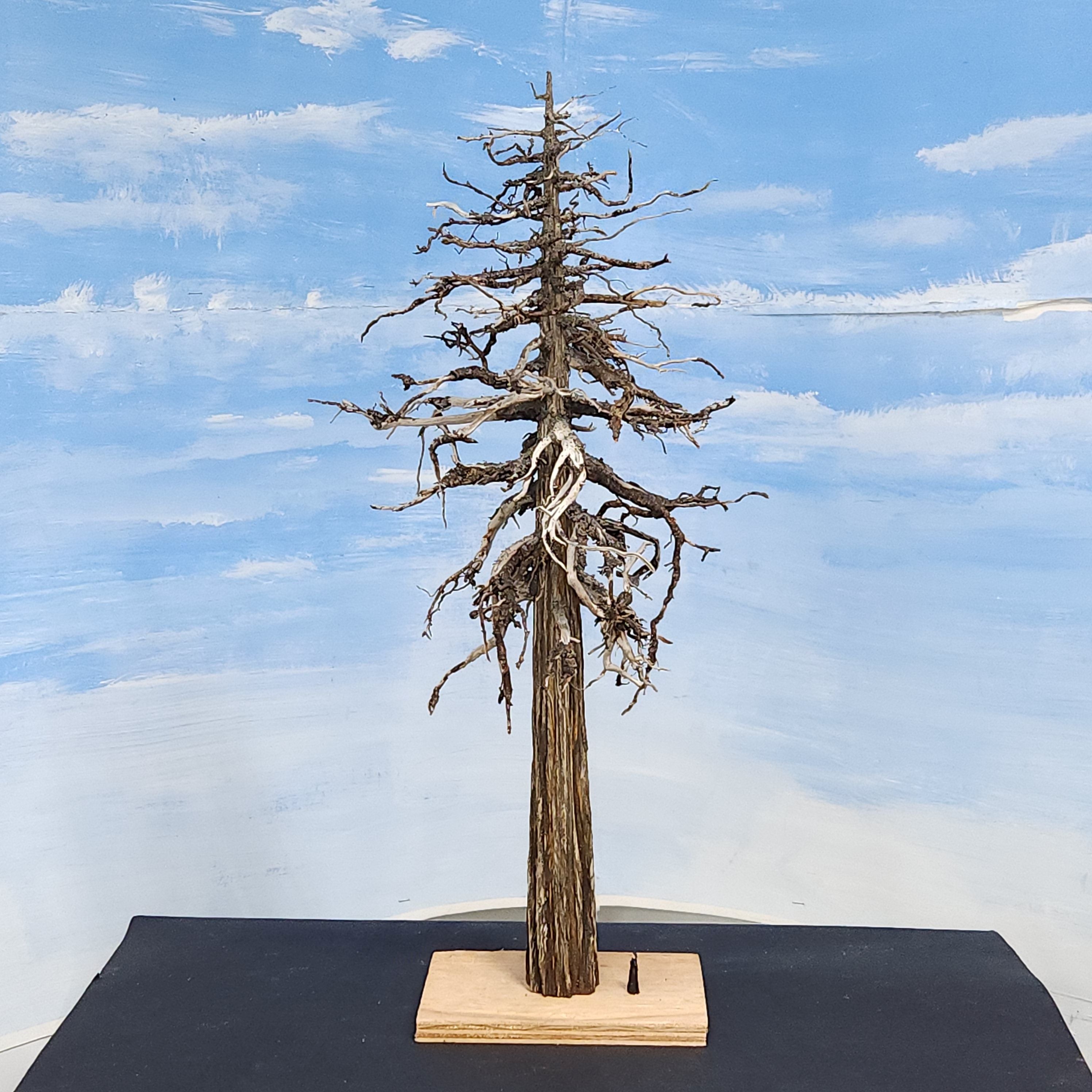 Redwood "Ghost" Tree, 18-20 Inches