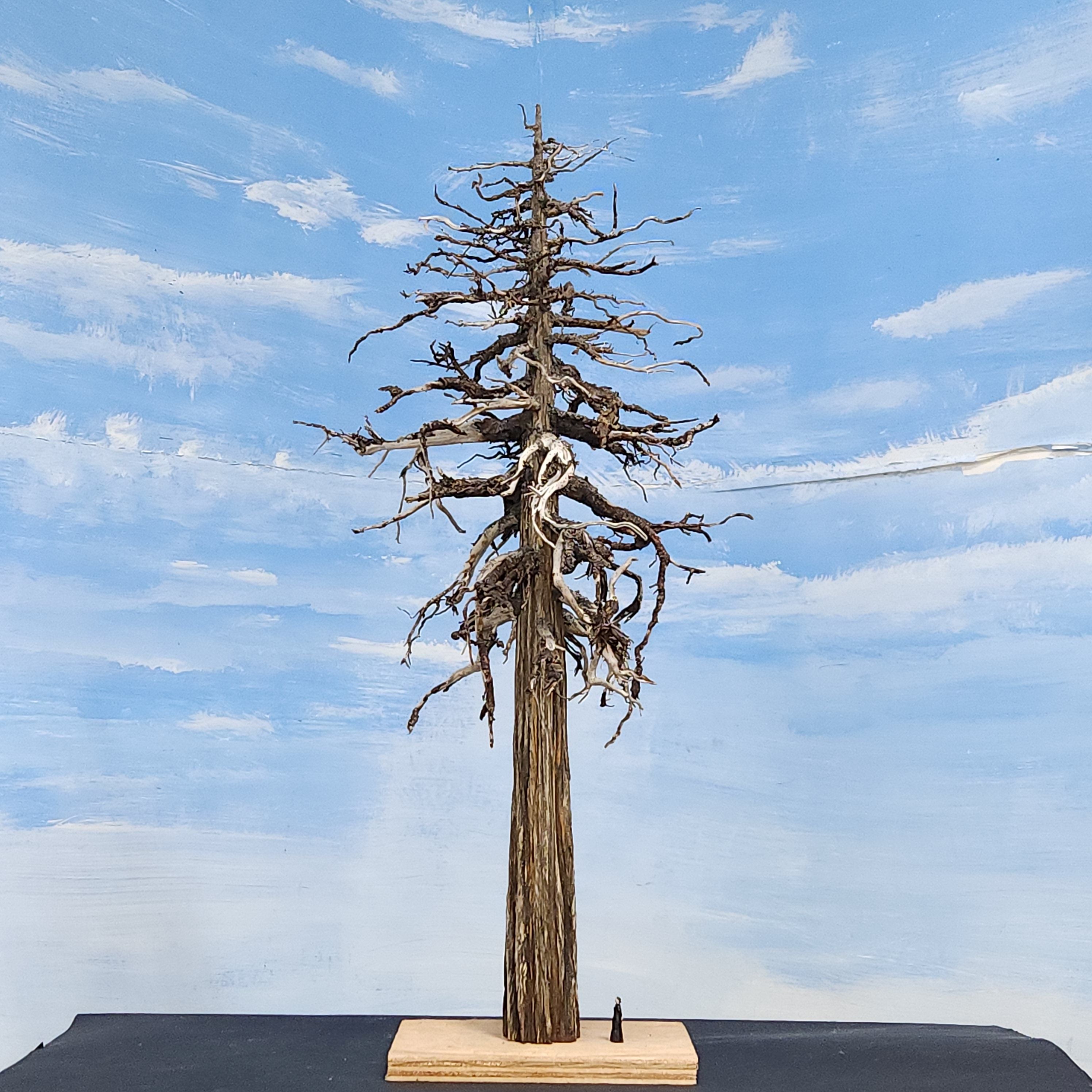 Redwood "Ghost" Tree, 18-20 Inches