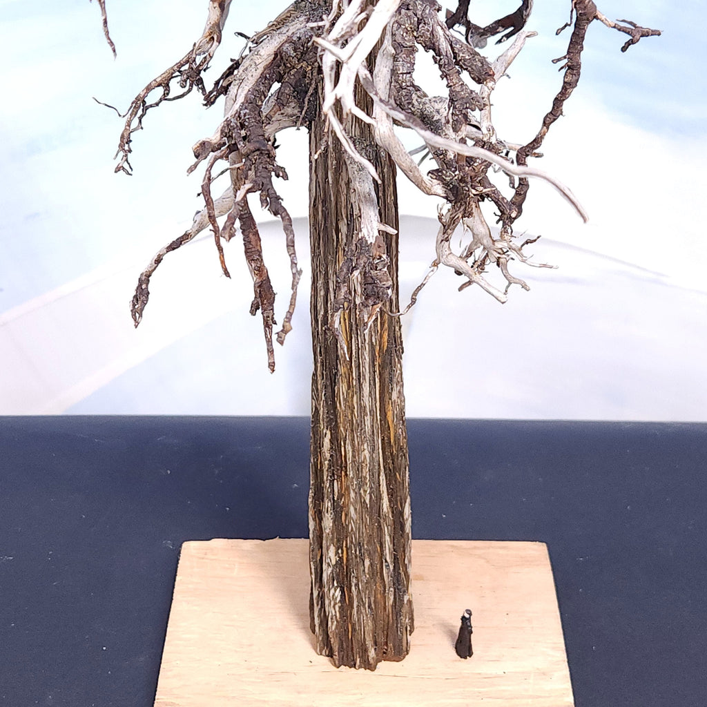 Model Snag or Dead Redwood Tree 20 inches tall by Roger Rasmussen, Coastman's Scenic Products