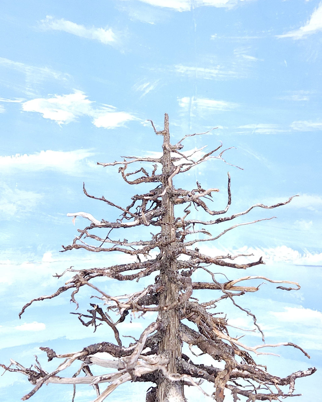 model redwood tree dead top example by Roger Rasmussen, Coastman's Scenic Products