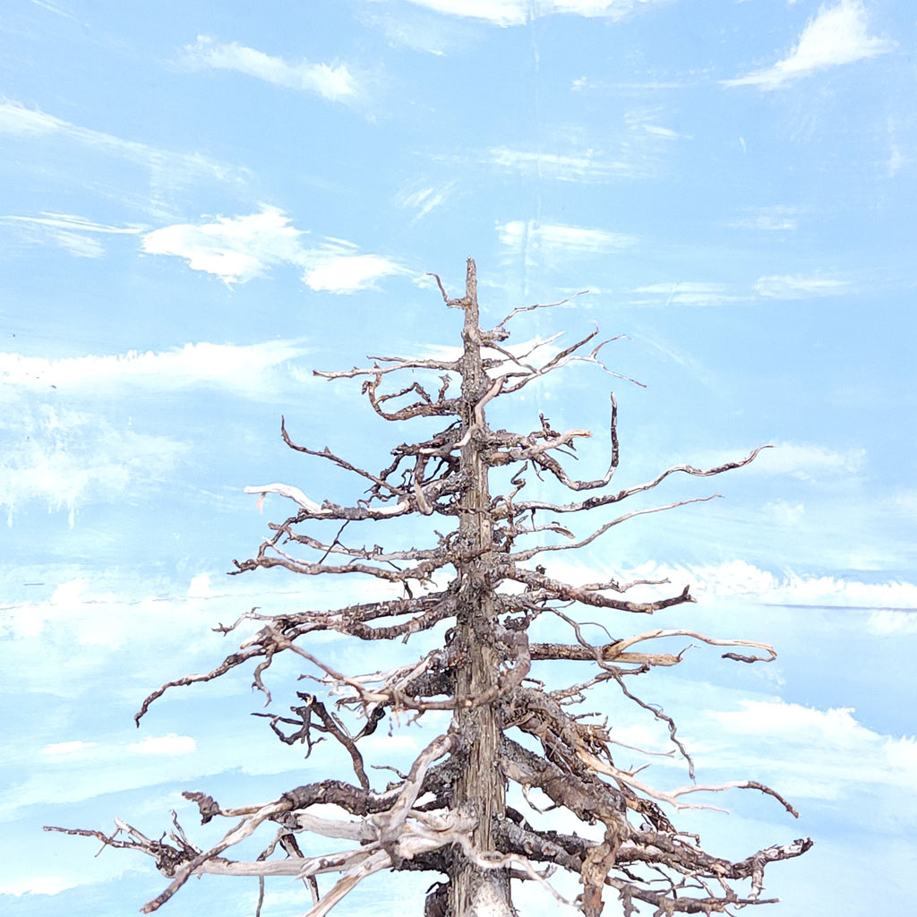 Sequoia Tree, 30 Inch