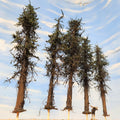 Lodgepole-Style Pine Trees, 5 to 7 inches, FIVE, 20, or 50