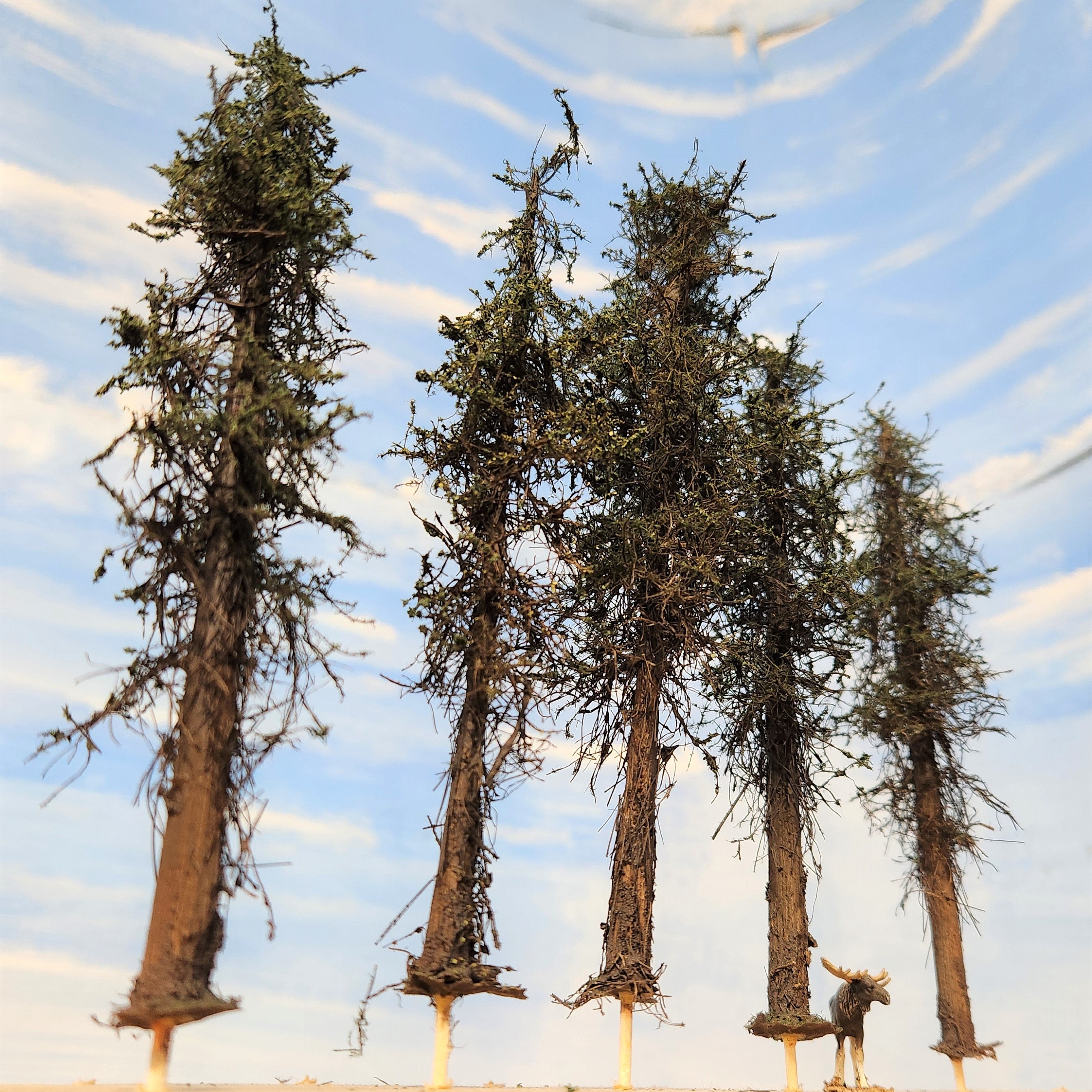 Lodgepole-Style Pine Trees, 5 to 7 inches, FIVE, 20, or 50