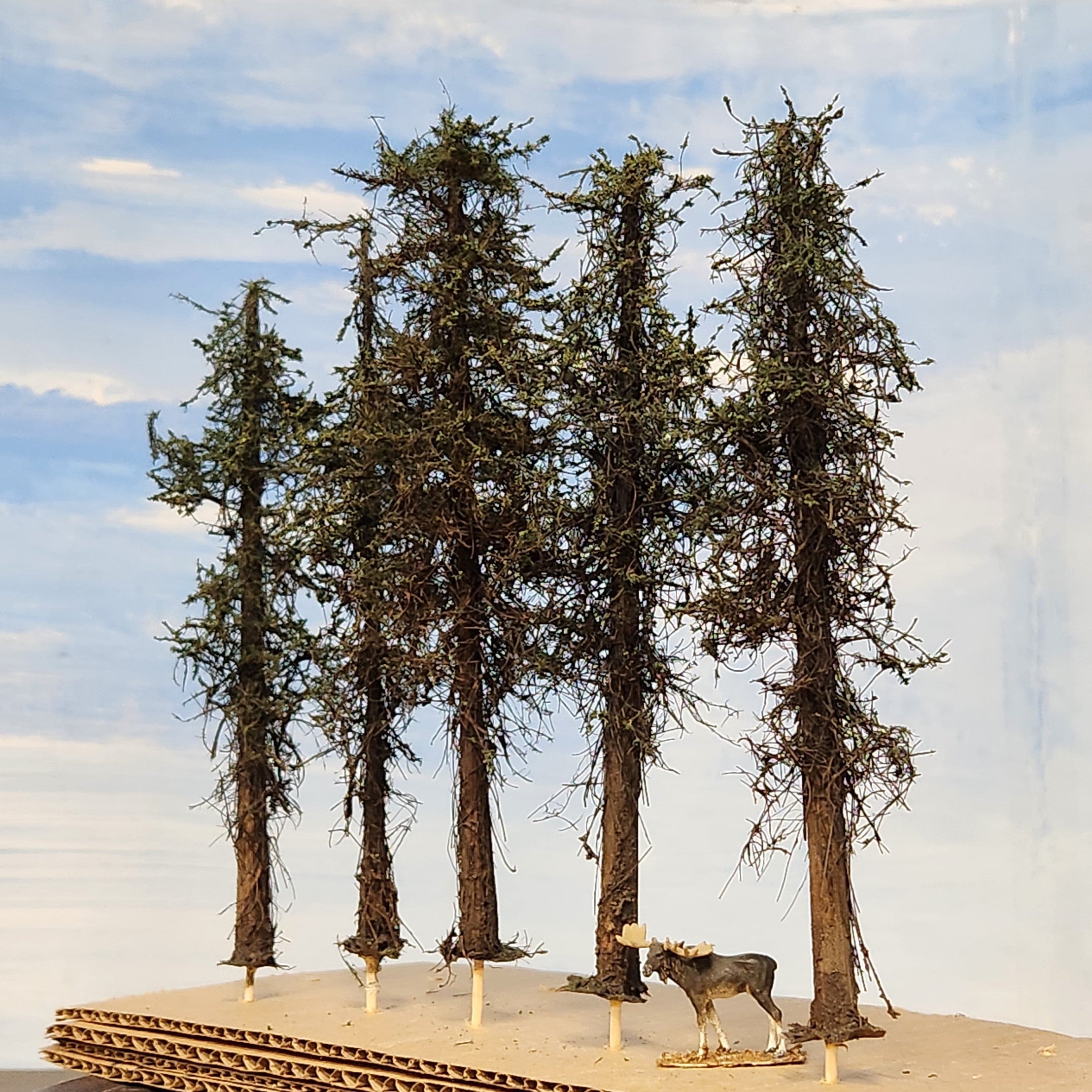 Lodgepole-Style Pine Trees, 5 to 7 inches, FIVE, 20, or 50