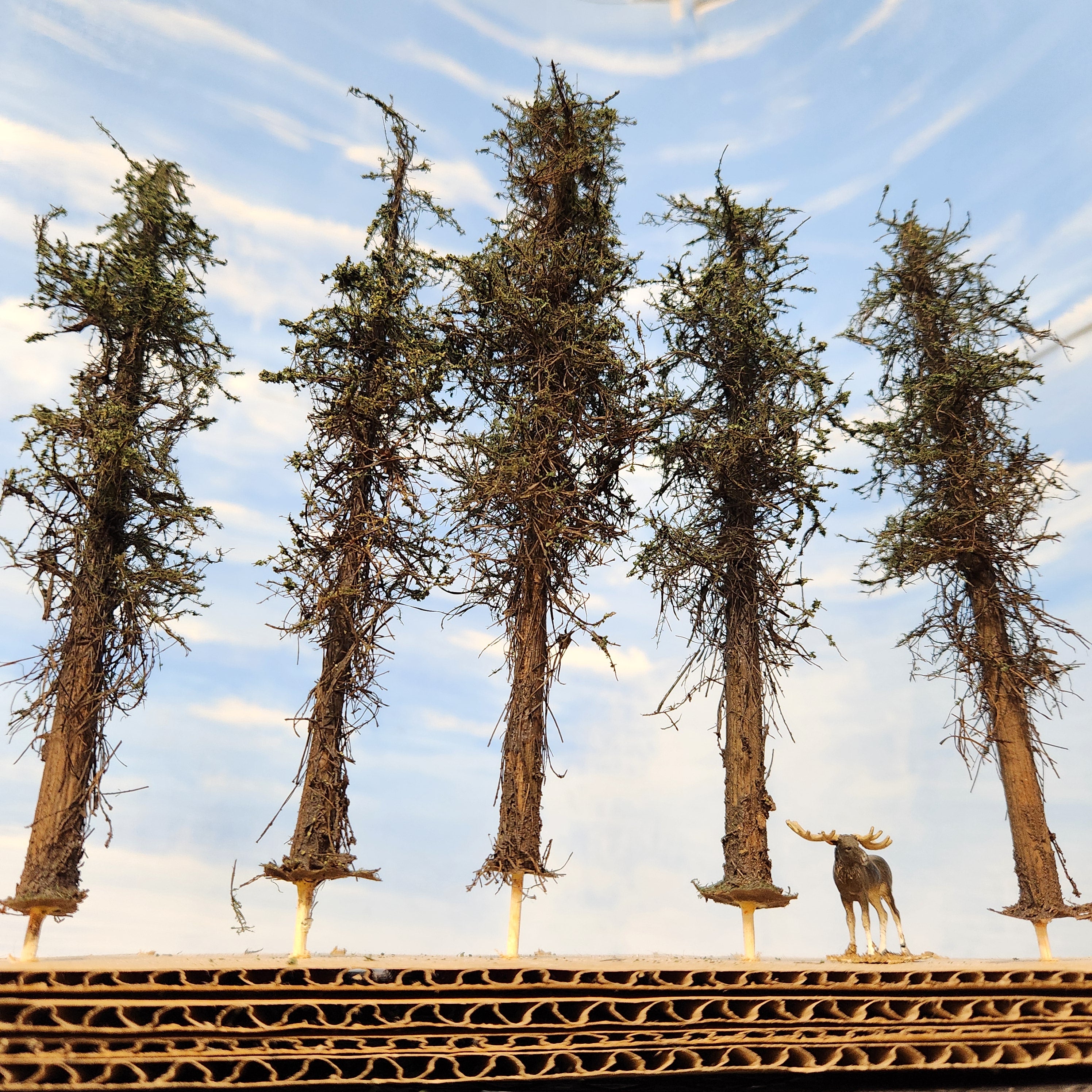 Lodgepole-Style Pine Trees, 5 to 7 inches, FIVE, 20, or 50