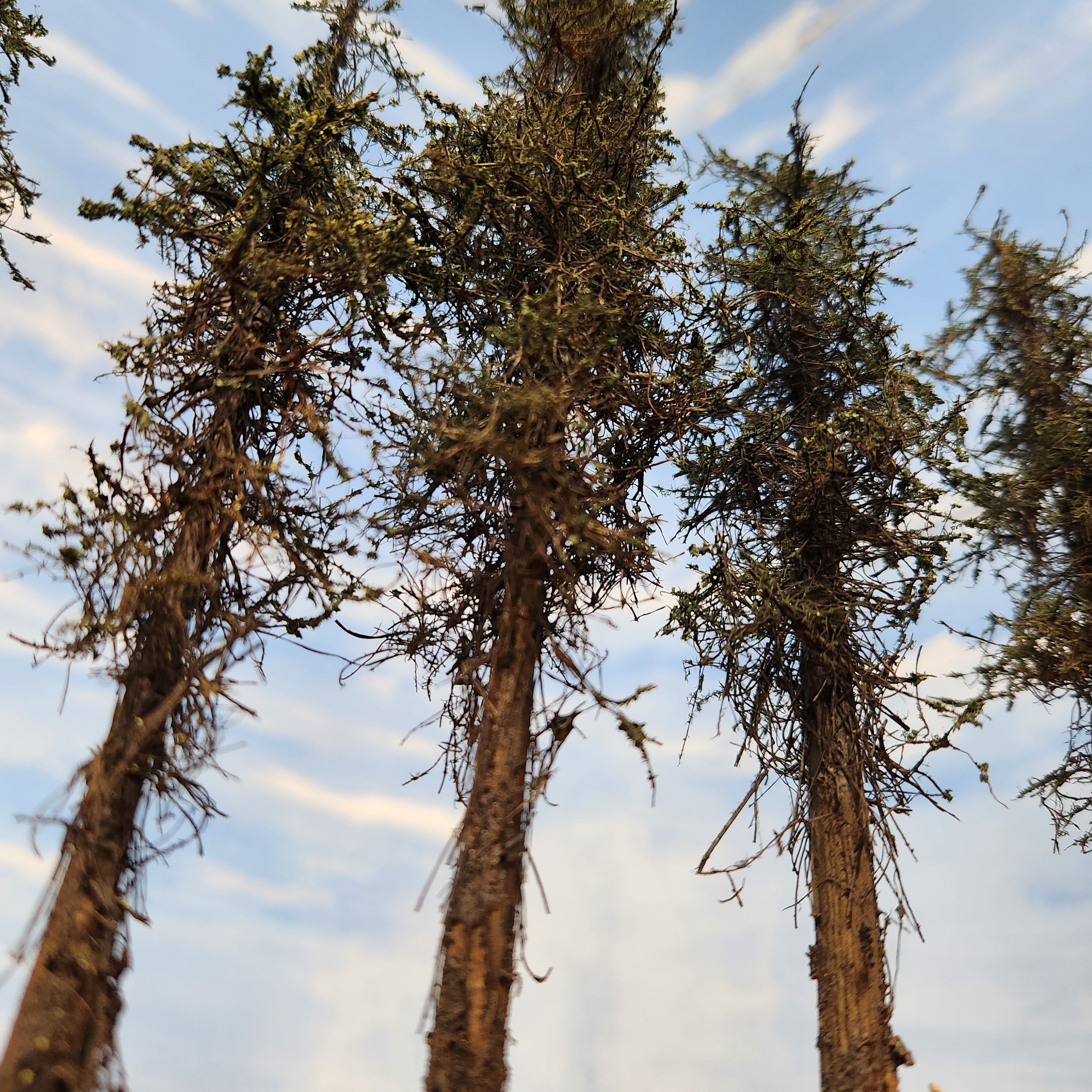 Lodgepole-Style Pine Trees, 5 to 7 inches, FIVE, 20, or 50