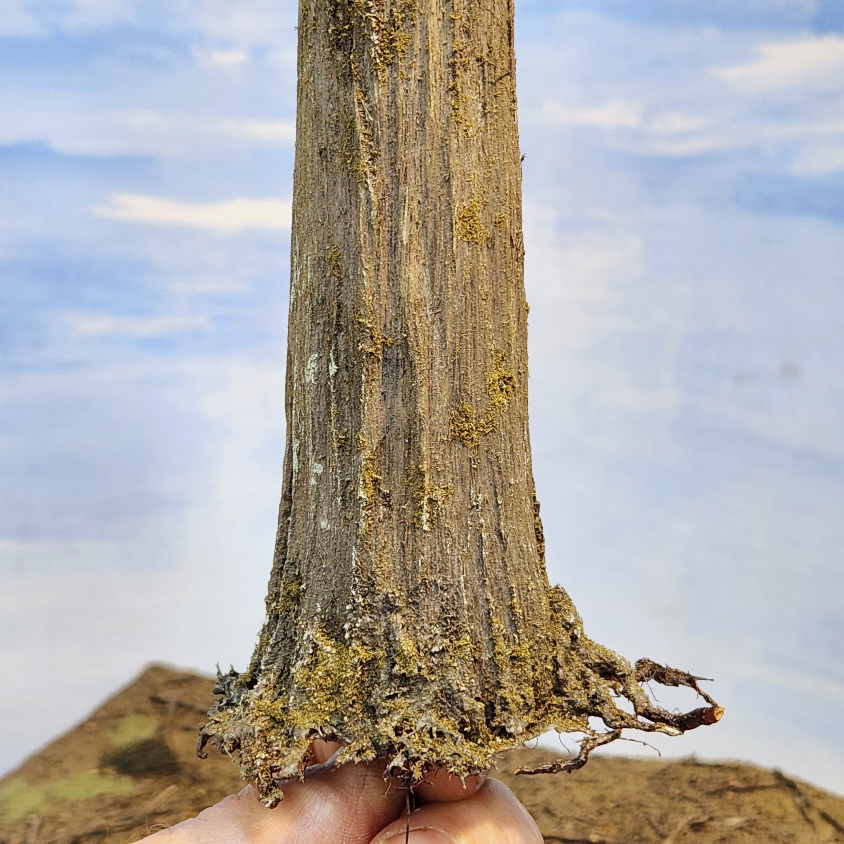 20 Inch Maximum Detail Fir