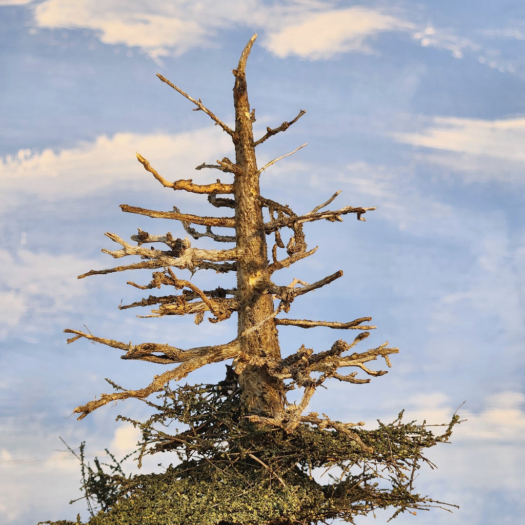 20 Inch Maximum Detail Fir