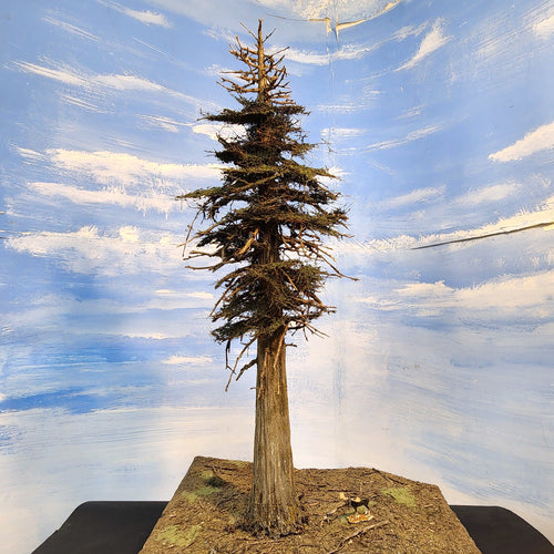 20 Inch Maximum Detail Fir