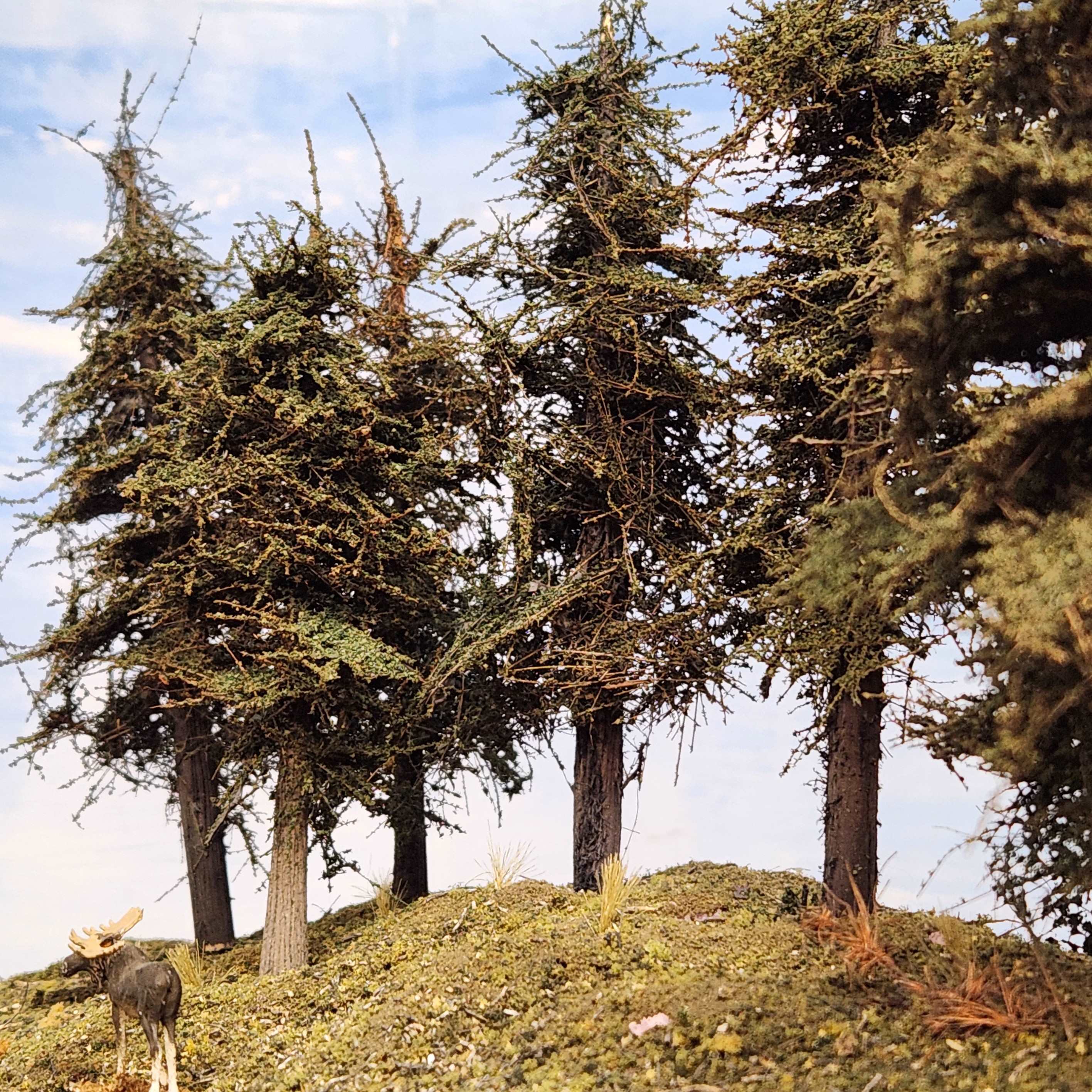 Standard Fir Trees, 4 to 6 Inches, EIGHT