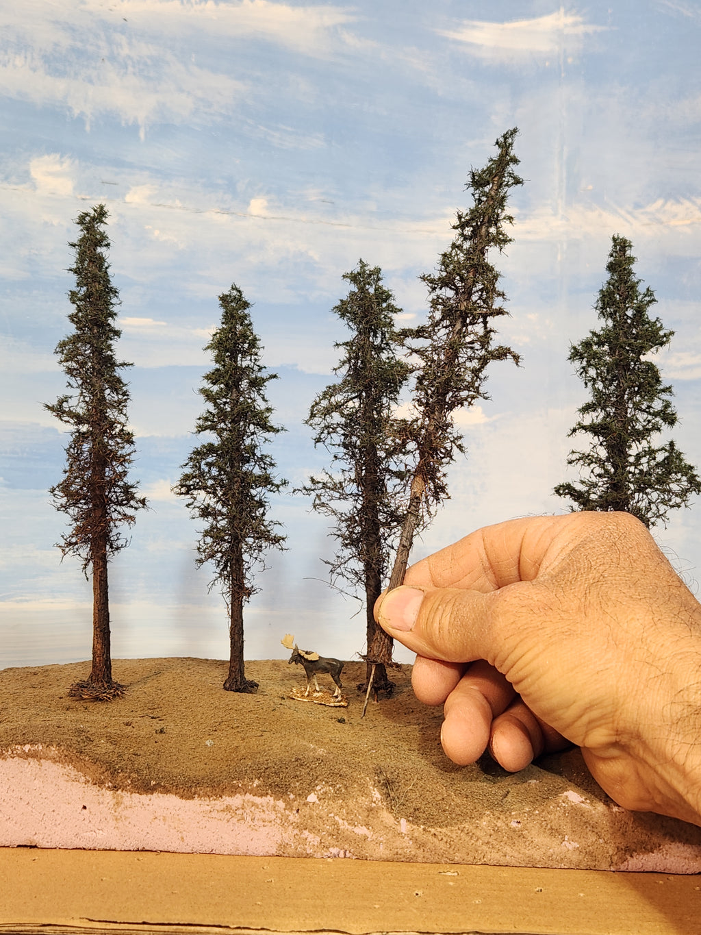 Lodgepole-Style Pines, 6 to 8 inches, Five Trees