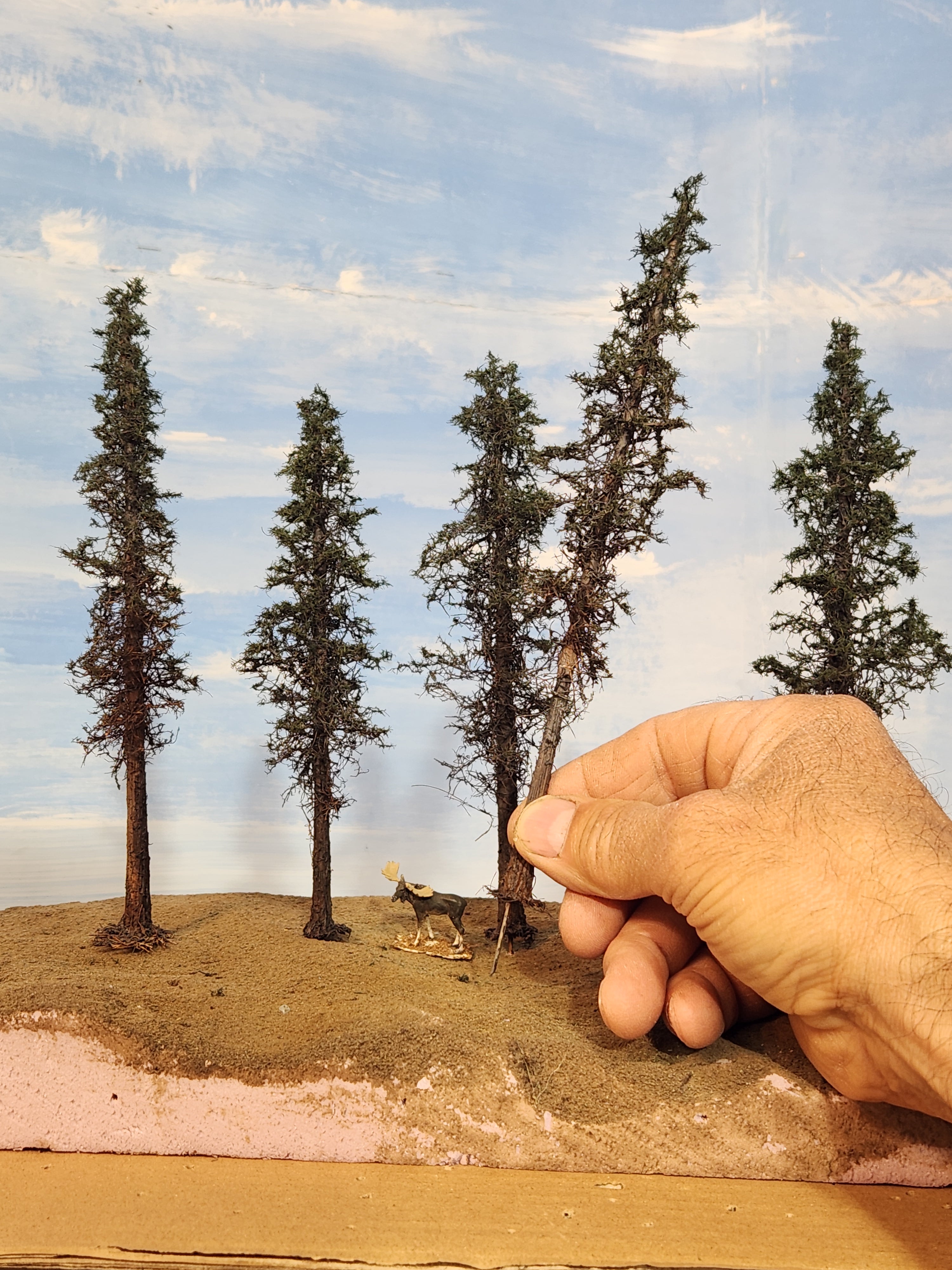 Lodgepole-Style Pines, 6 to 8 inches, Five Trees