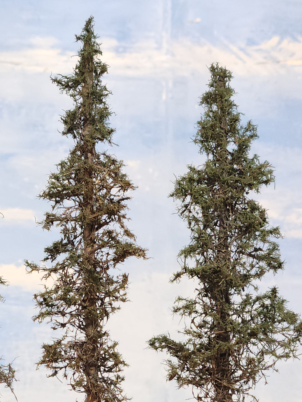 Lodgepole-Style Pines, 6 to 8 inches, Five Trees