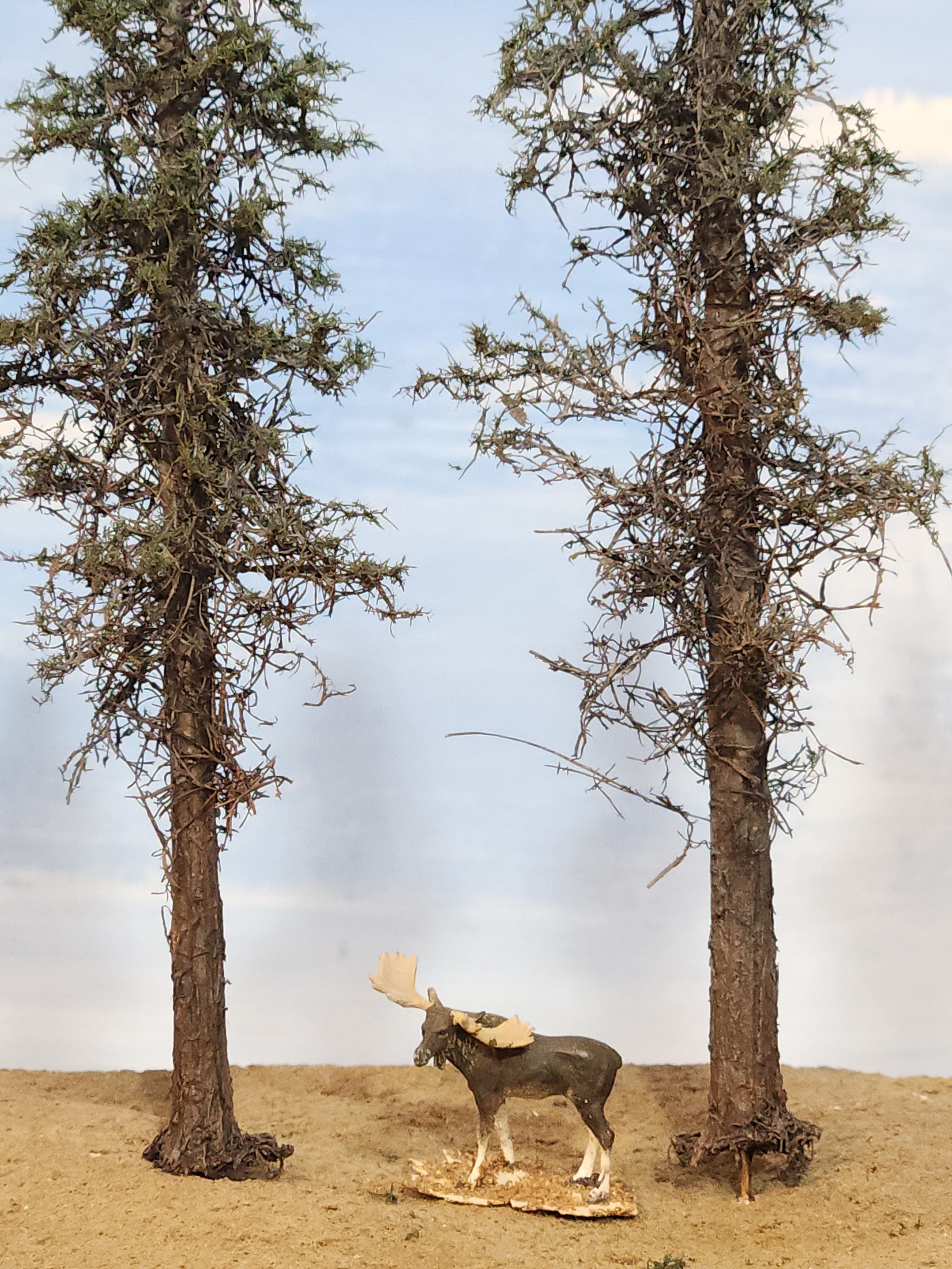 Lodgepole-Style Pines, 6 to 8 inches, Five Trees
