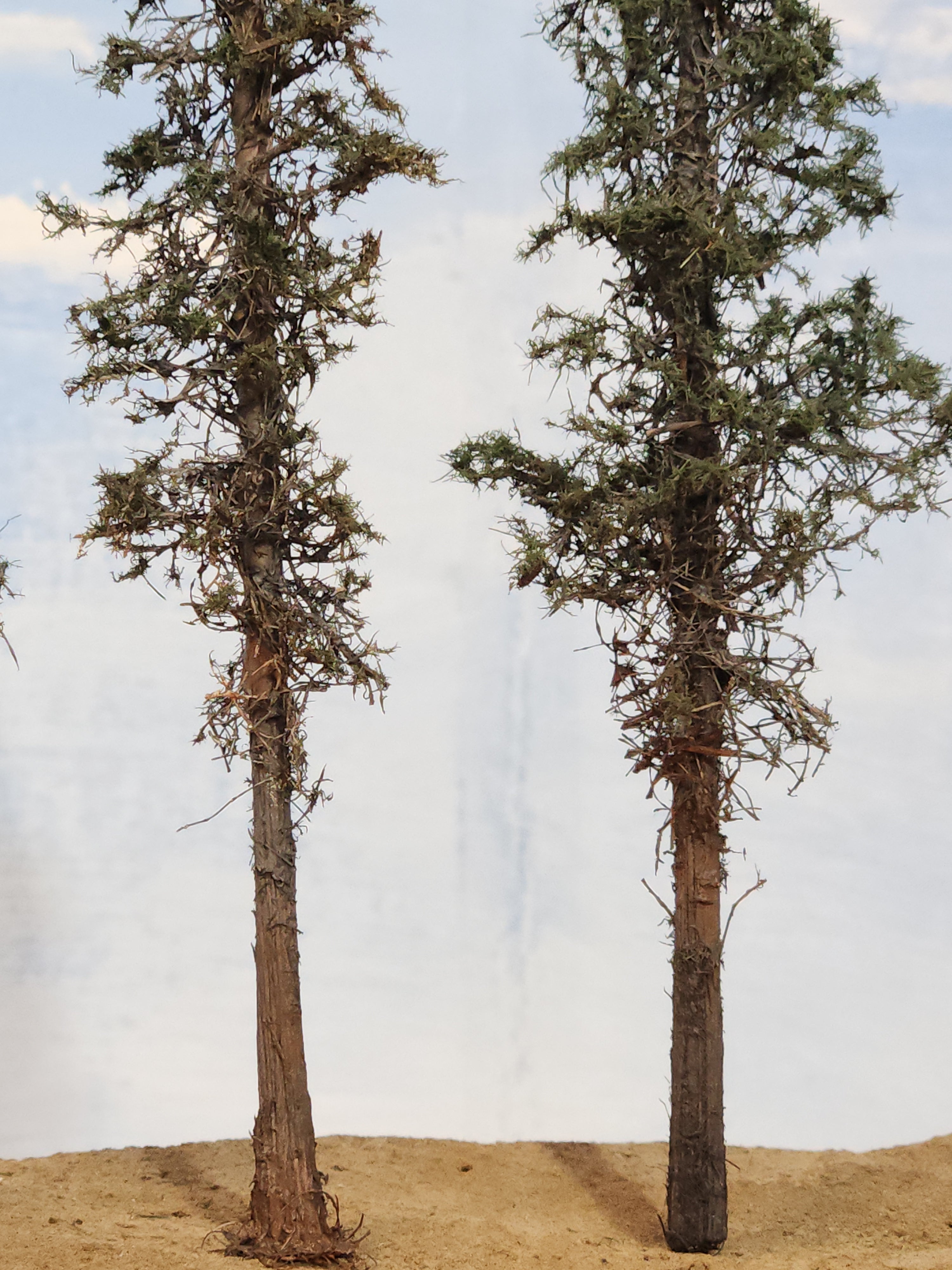 Lodgepole-Style Pines, 6 to 8 inches, Five Trees