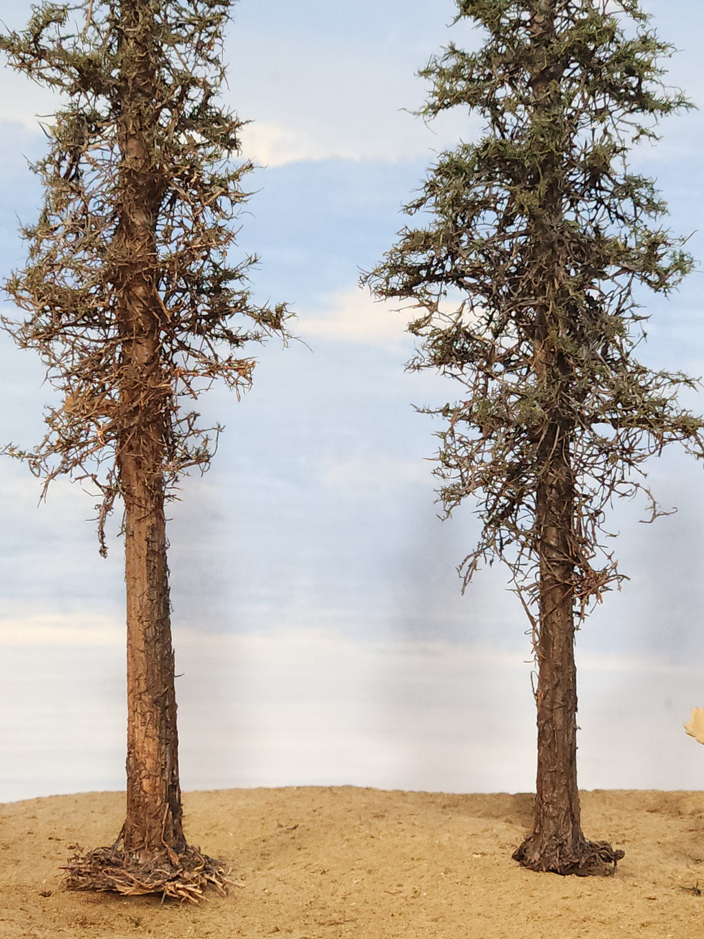 Lodgepole-Style Pines, 6 to 8 inches, Five Trees