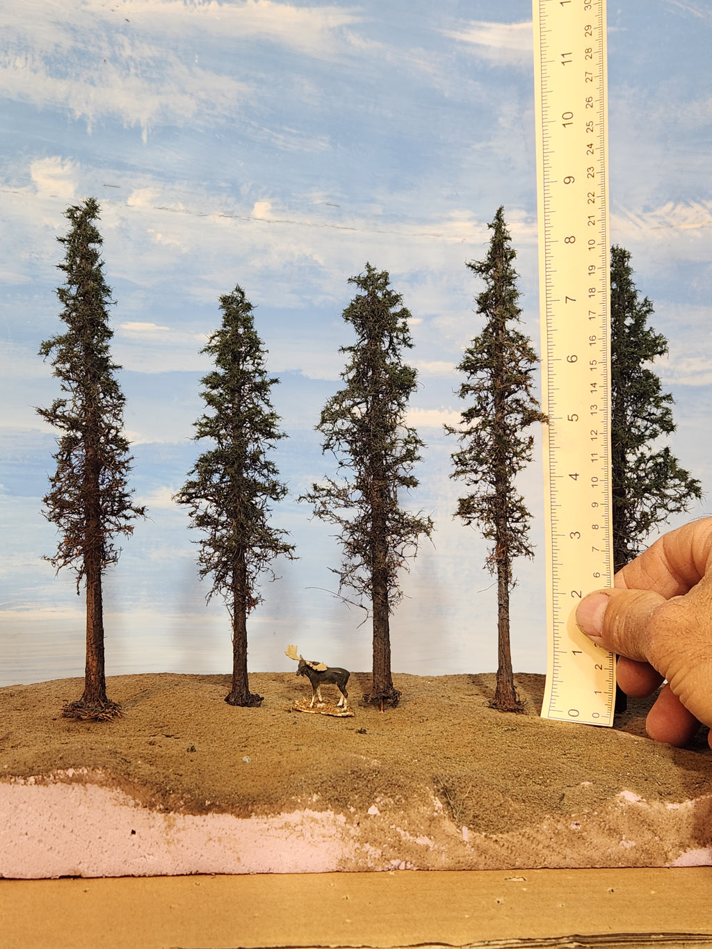 Lodgepole-Style Pines, 6 to 8 inches, Five Trees