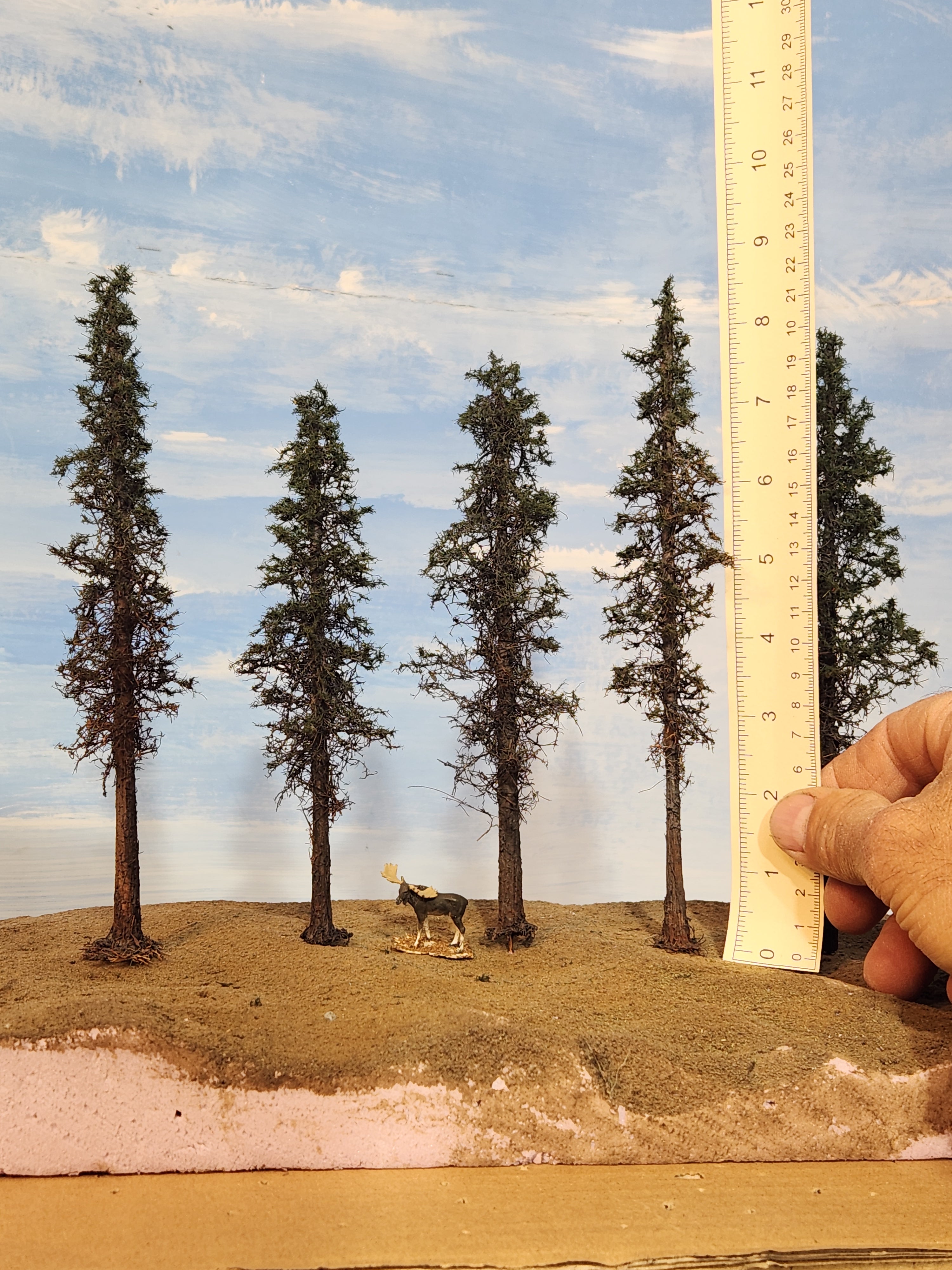 Lodgepole-Style Pines, 6 to 8 inches, Five Trees