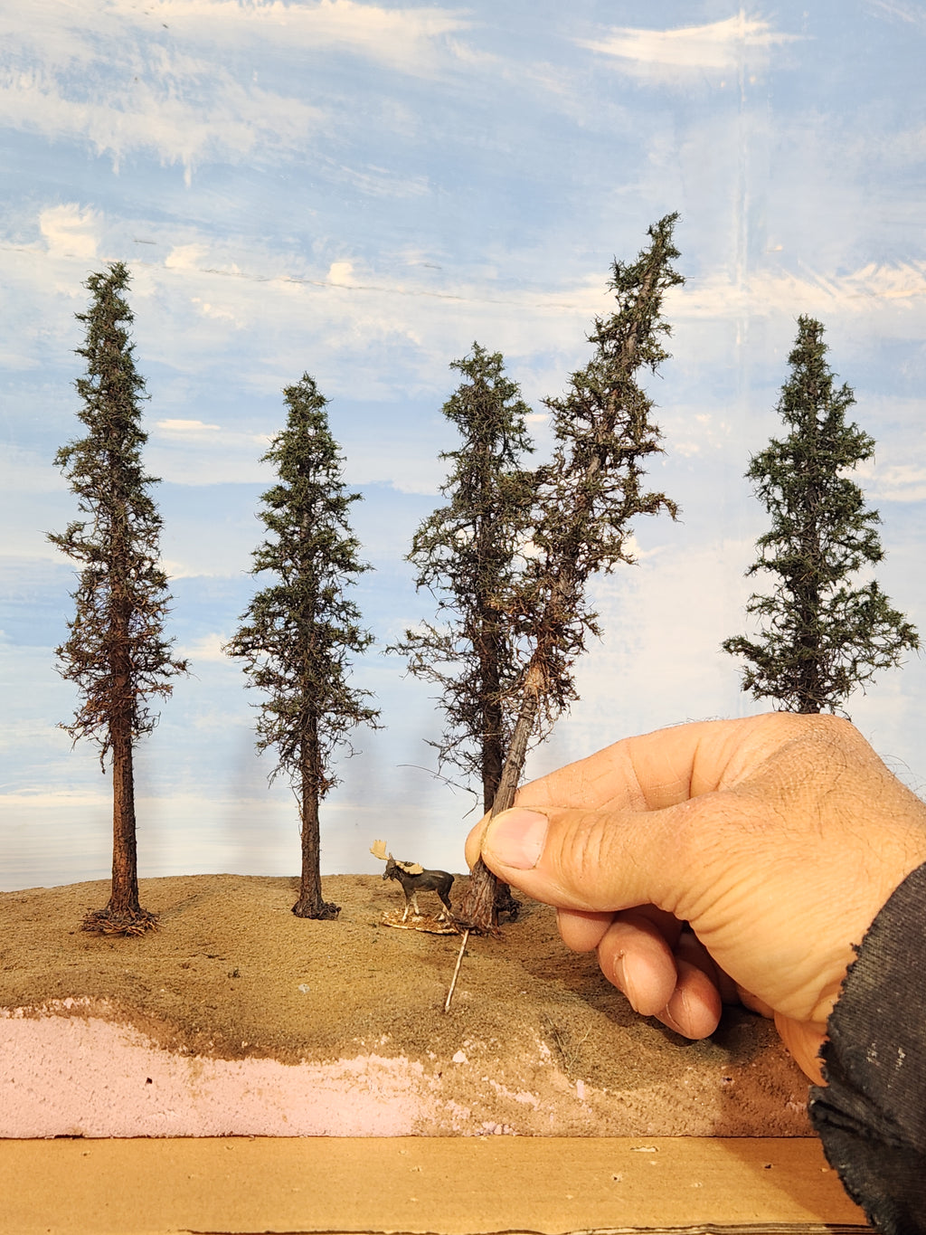 Lodgepole-Style Pines, 6 to 8 inches, Five Trees