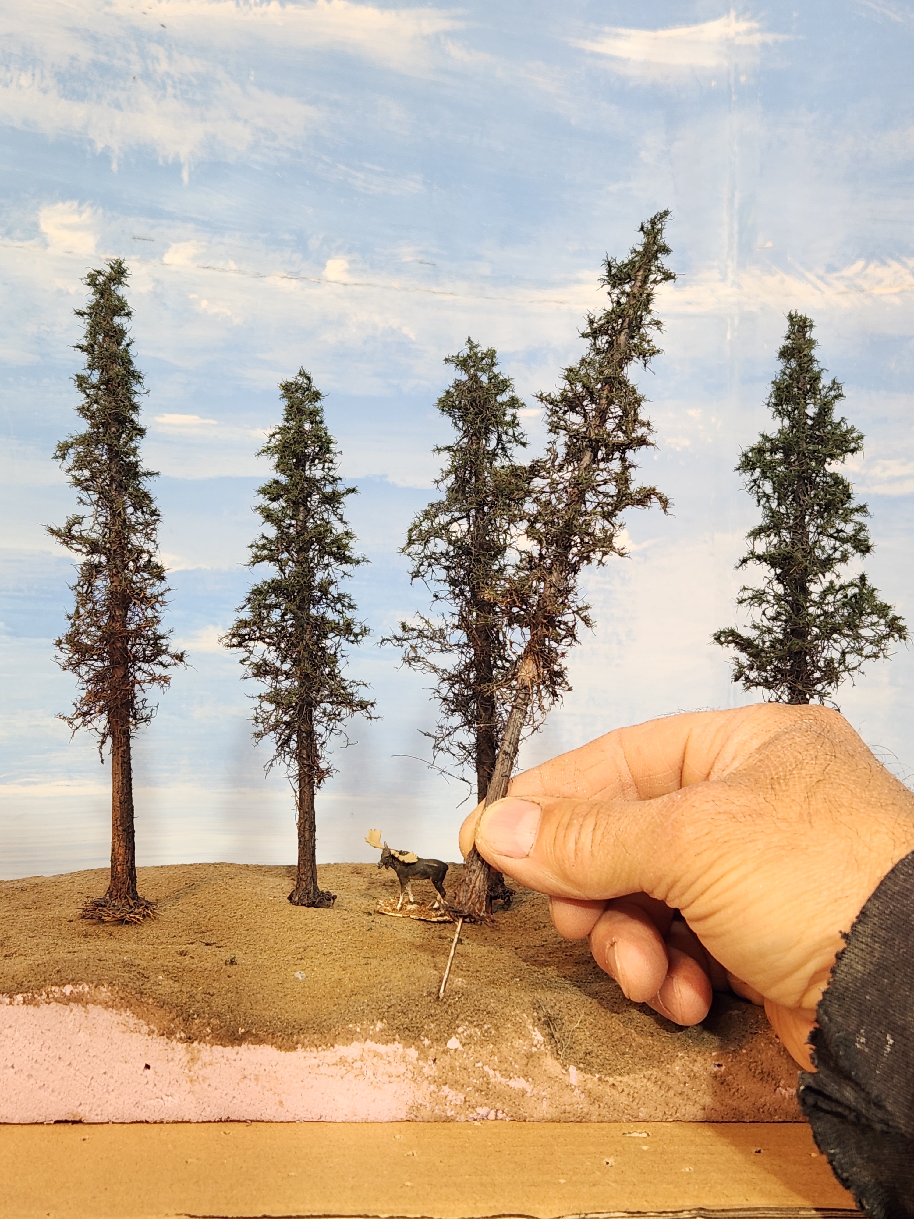 Lodgepole-Style Pines, 6 to 8 inches, Five Trees