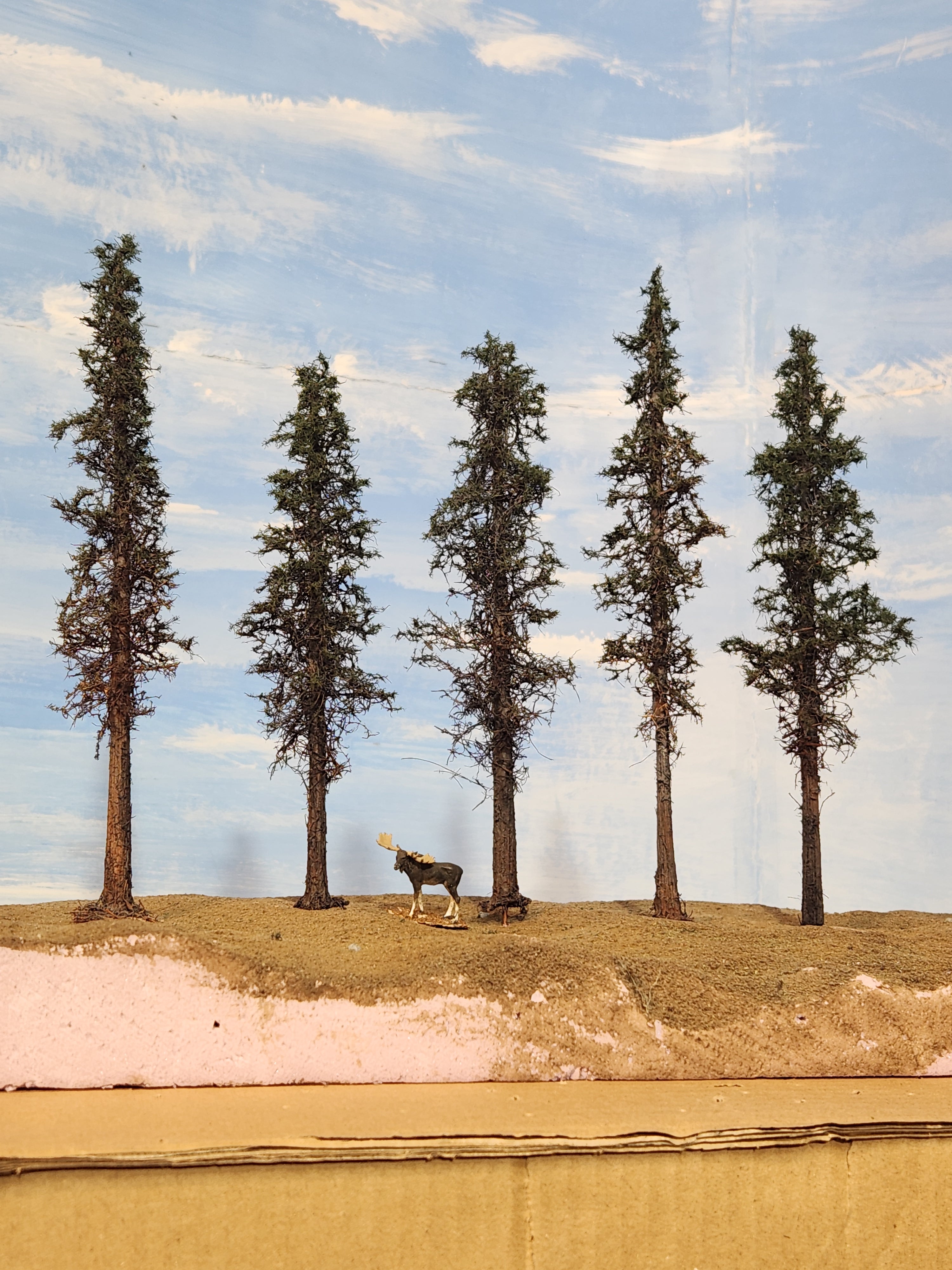 Lodgepole-Style Pines, 6 to 8 inches, Five Trees