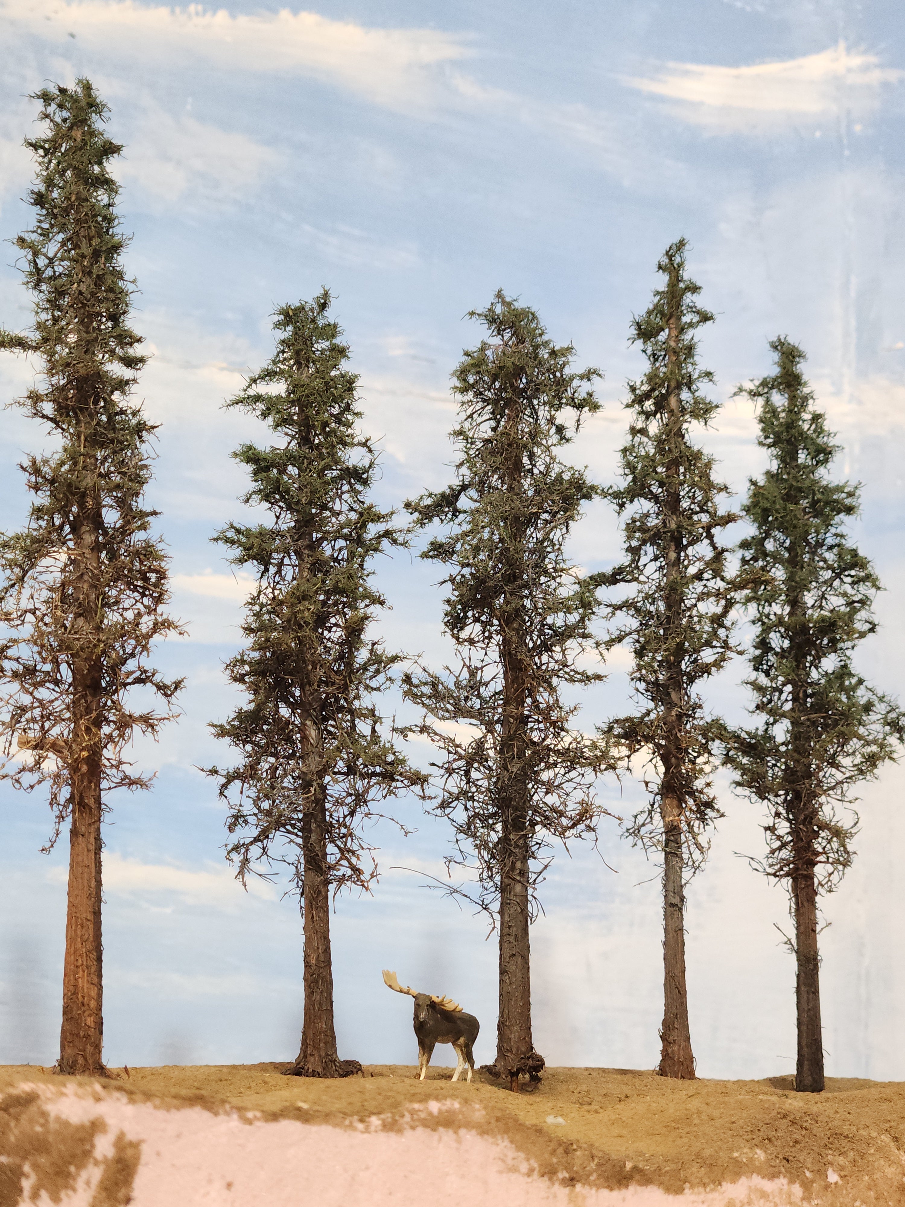 Lodgepole-Style Pines, 6 to 8 inches, Five Trees