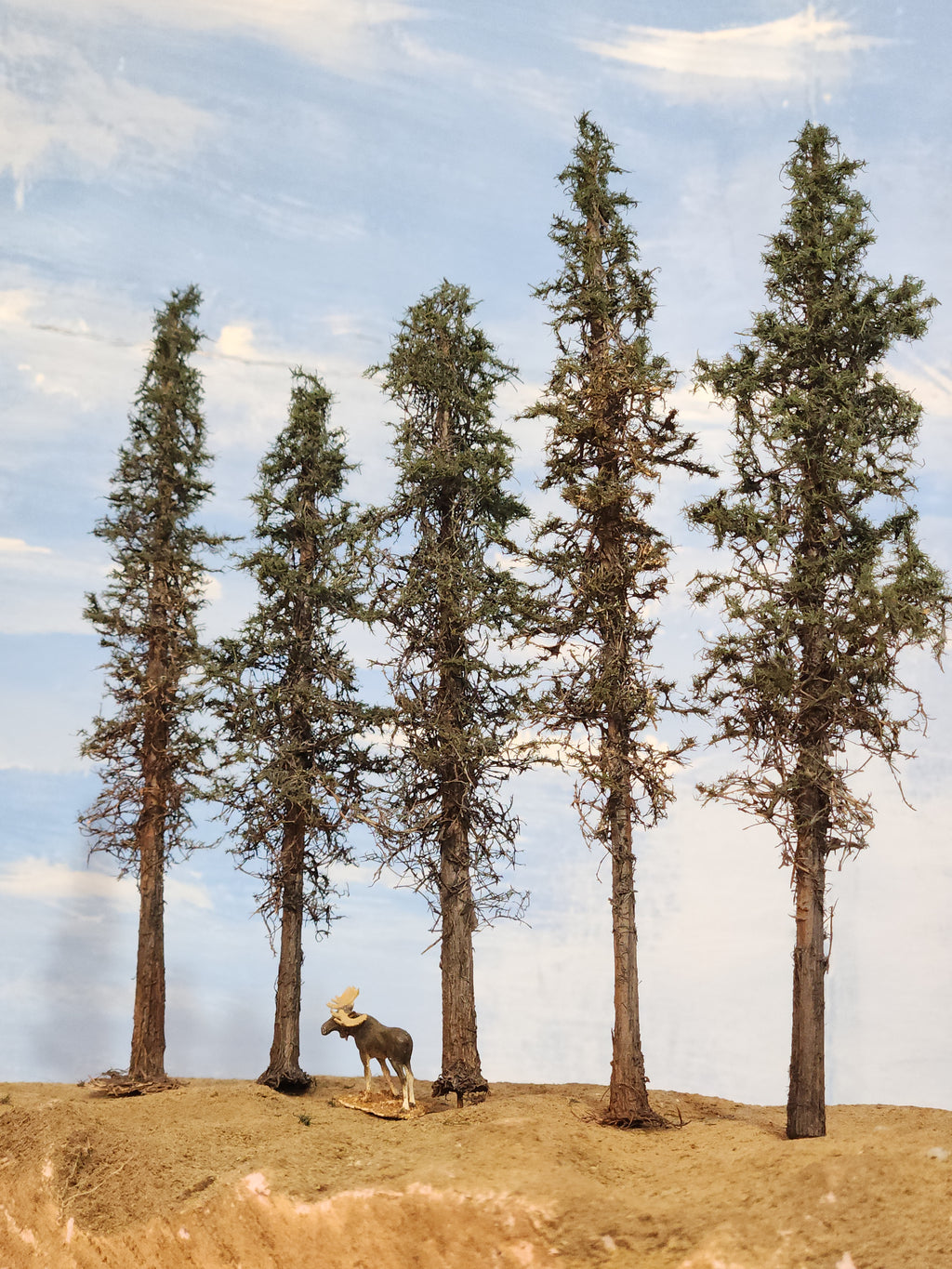 Lodgepole-Style Pines, 6 to 8 inches, Five Trees