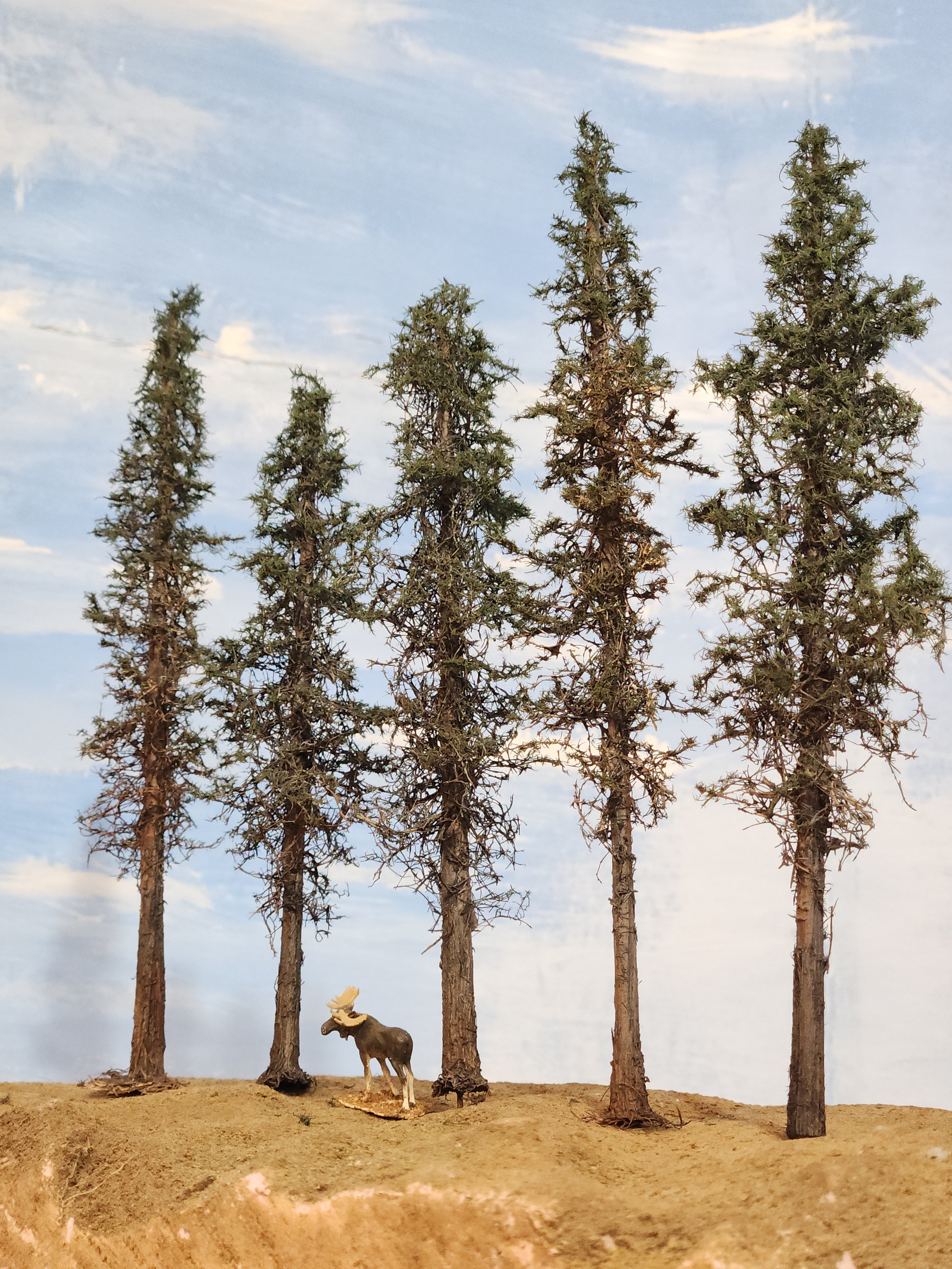 Lodgepole-Style Pines, 6 to 8 inches, Five Trees