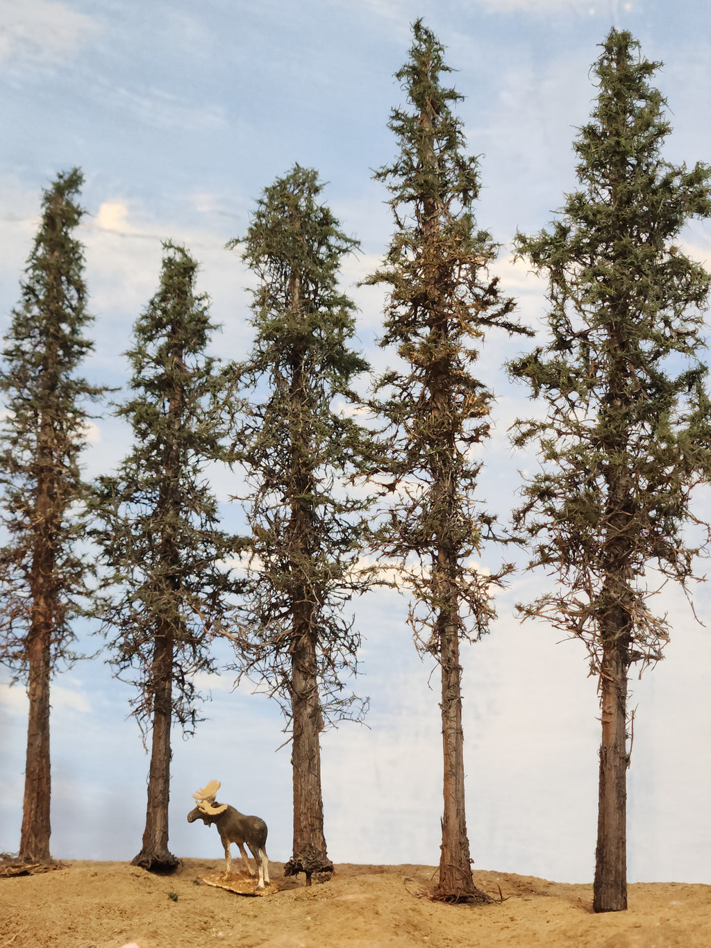 Lodgepole-Style Pines, 6 to 8 inches, Five Trees