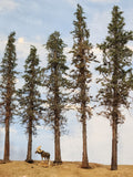 Lodgepole-Style Pines, 6 to 8 inches, Five Trees