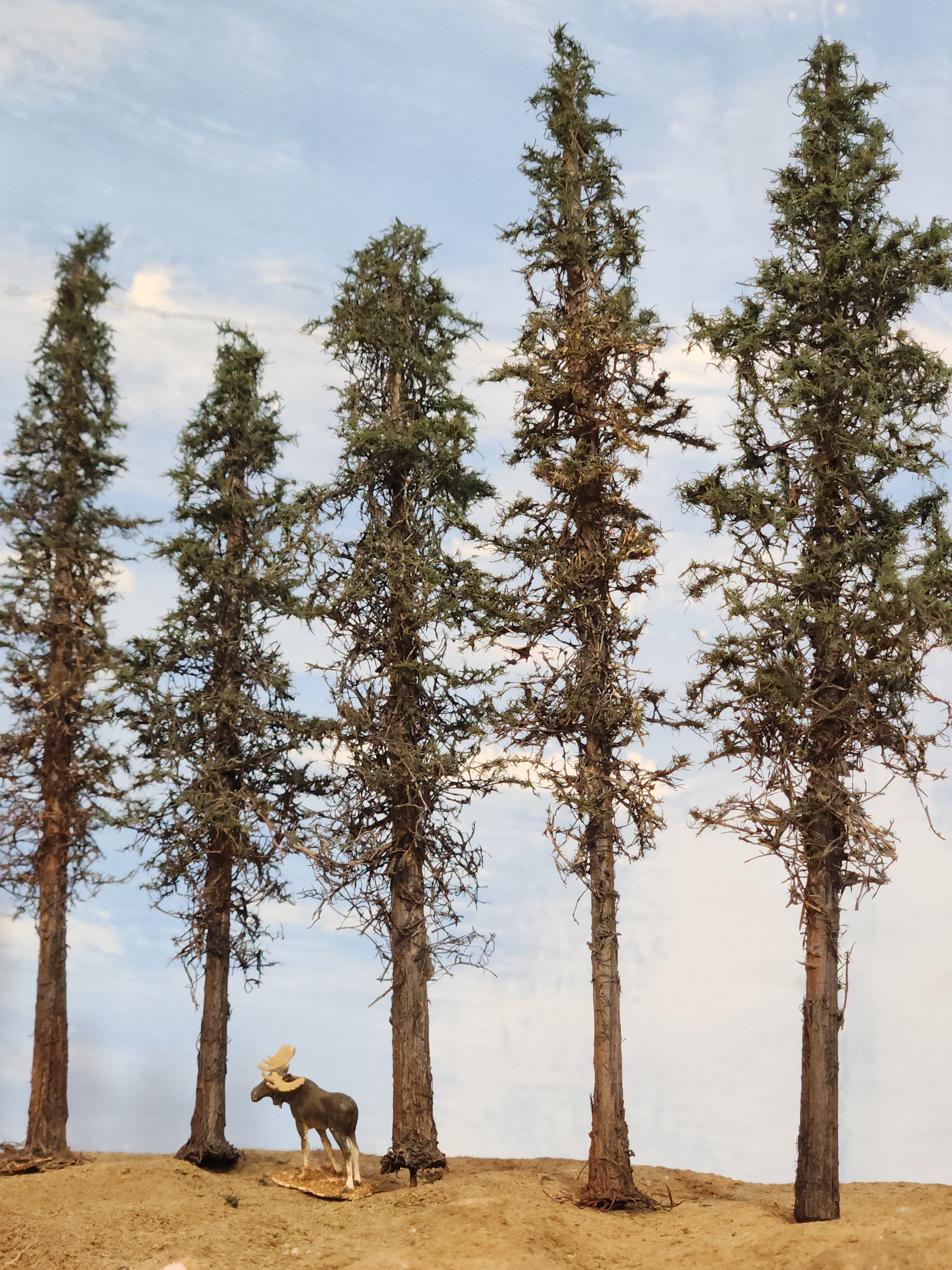 Lodgepole-Style Pines, 6 to 8 inches, Five Trees