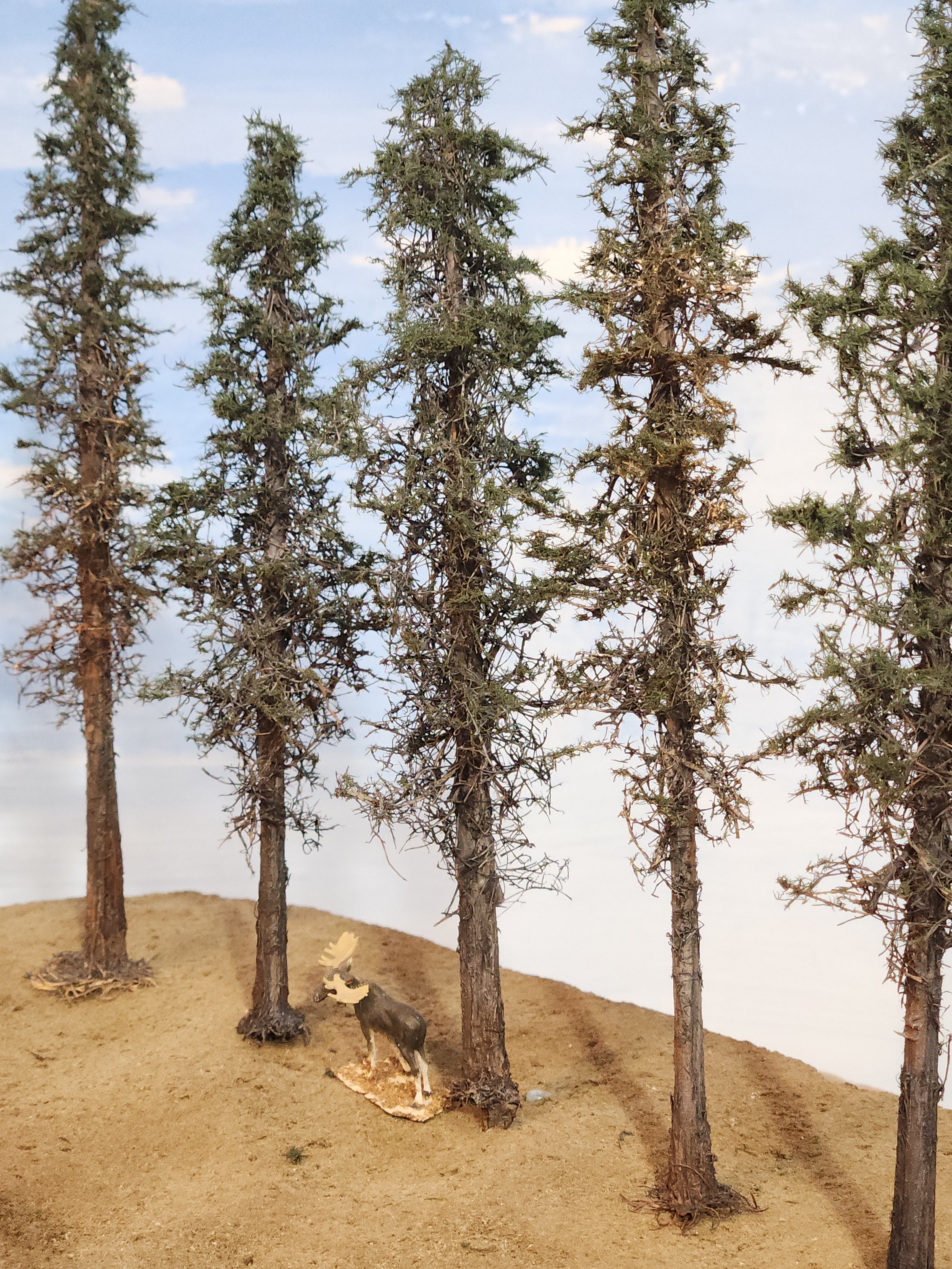 Lodgepole-Style Pines, 6 to 8 inches, Five Trees
