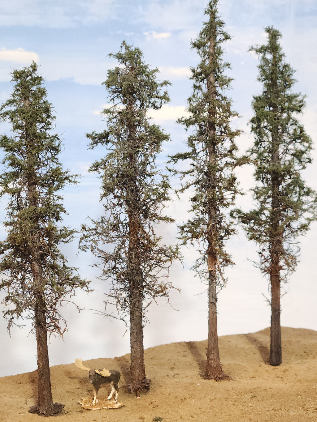 Lodgepole-Style Pines, 6 to 8 inches, Five Trees