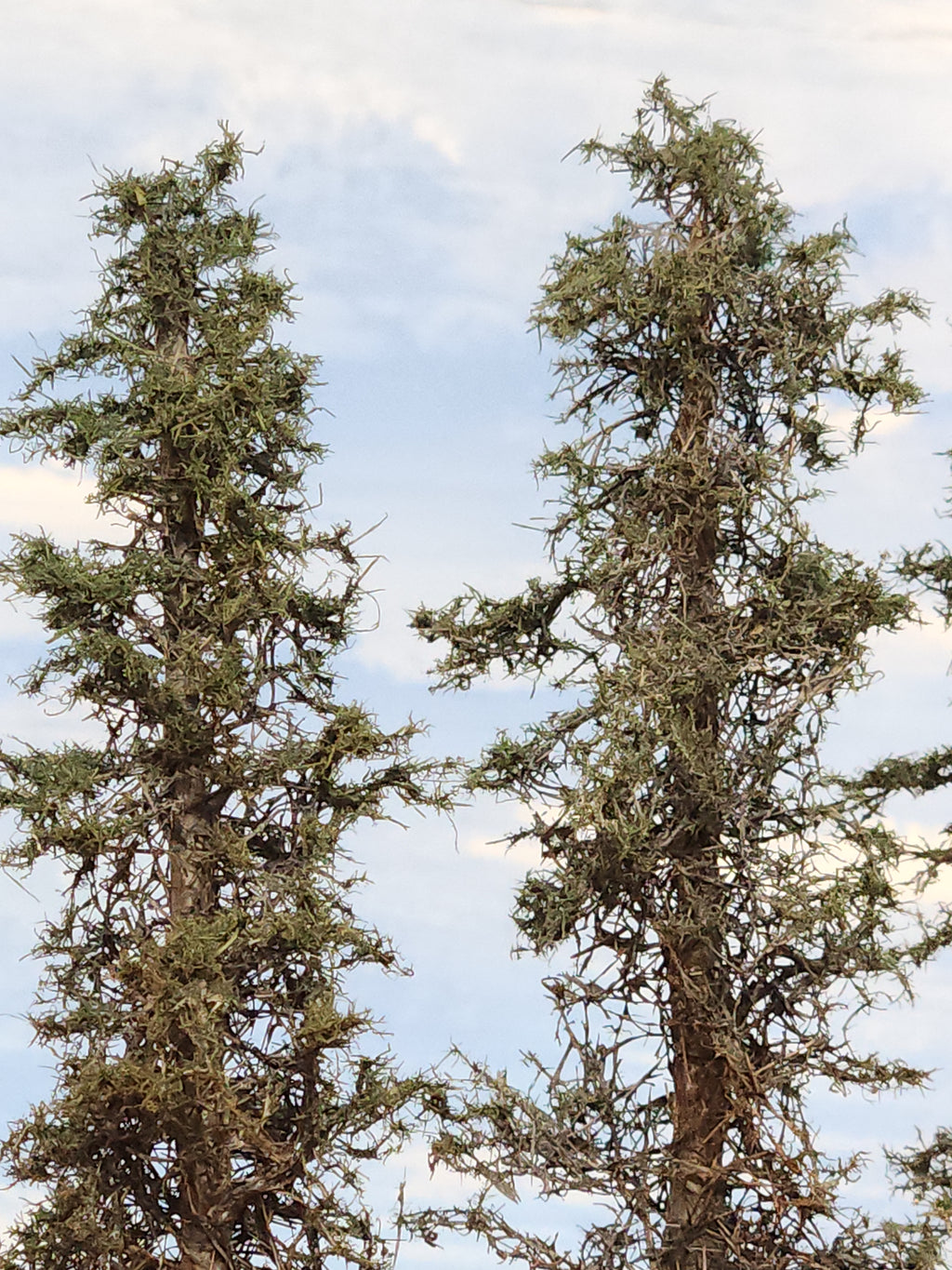 Lodgepole-Style Pines, 6 to 8 inches, Five Trees