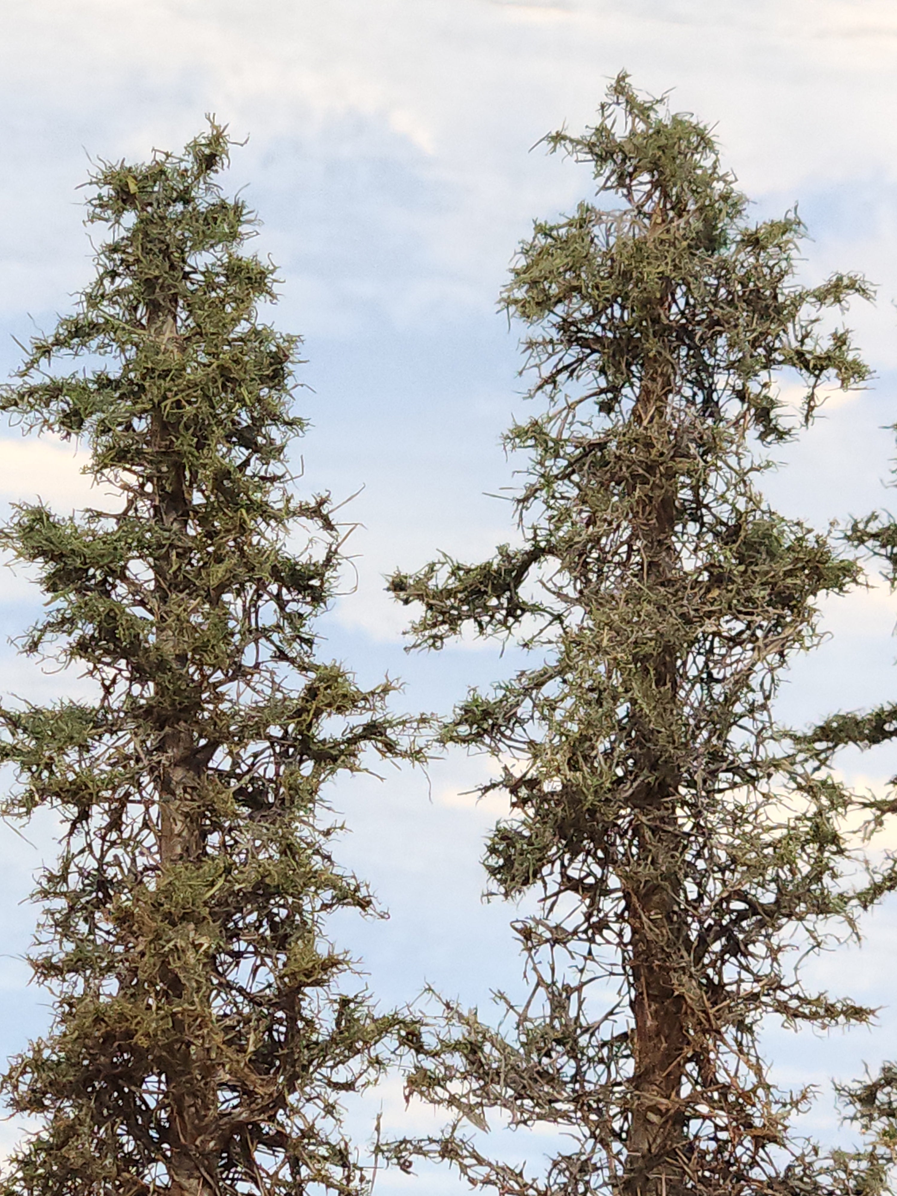 Lodgepole-Style Pines, 6 to 8 inches, Five Trees